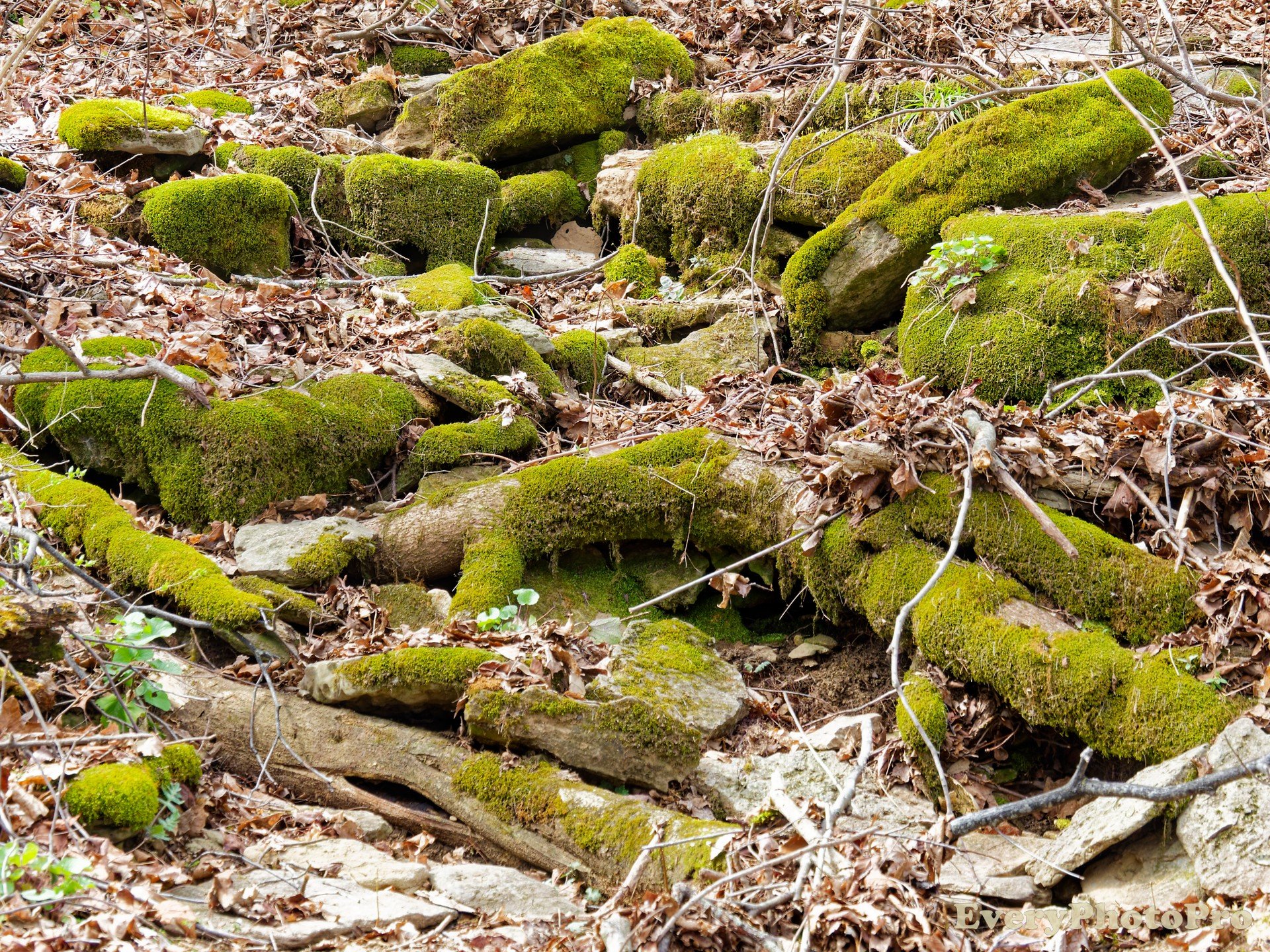 Mossy Rocks