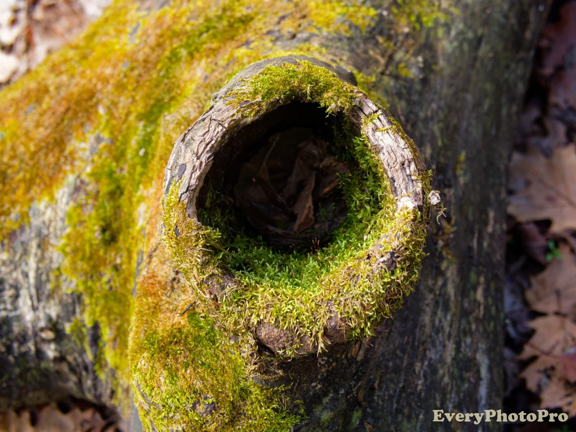 Nature & Landscape Photography Portfolio