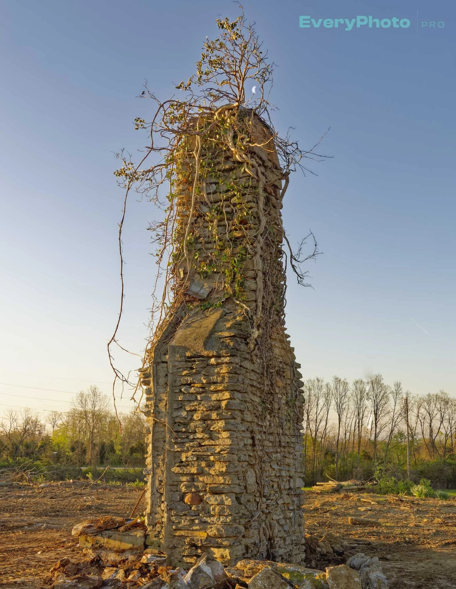 _4110246hearth phoenix.jpg