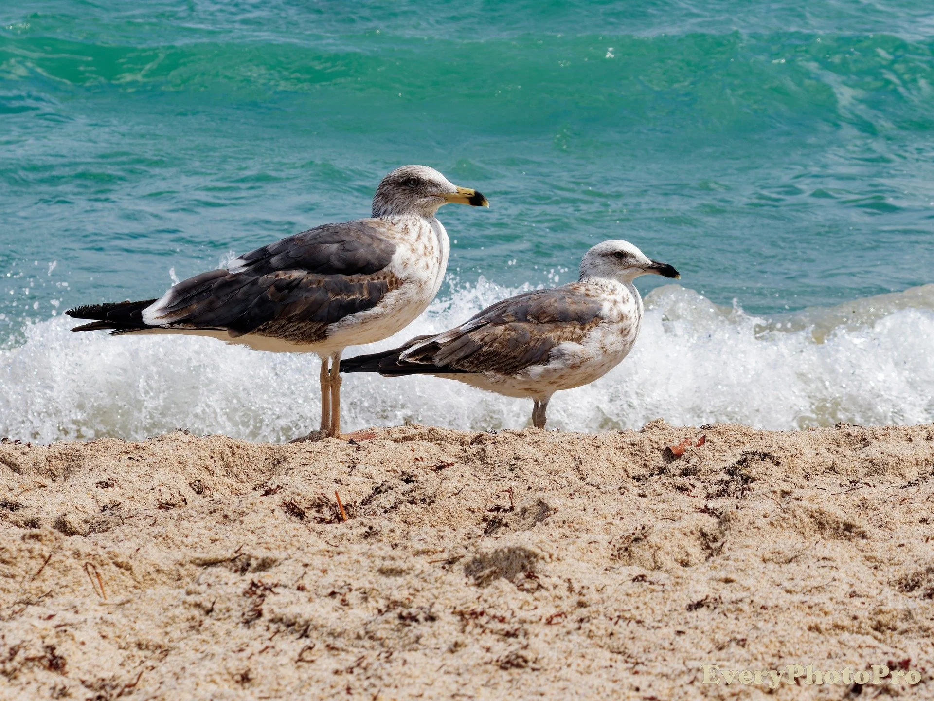 Bird And Wildlife Photography 2026