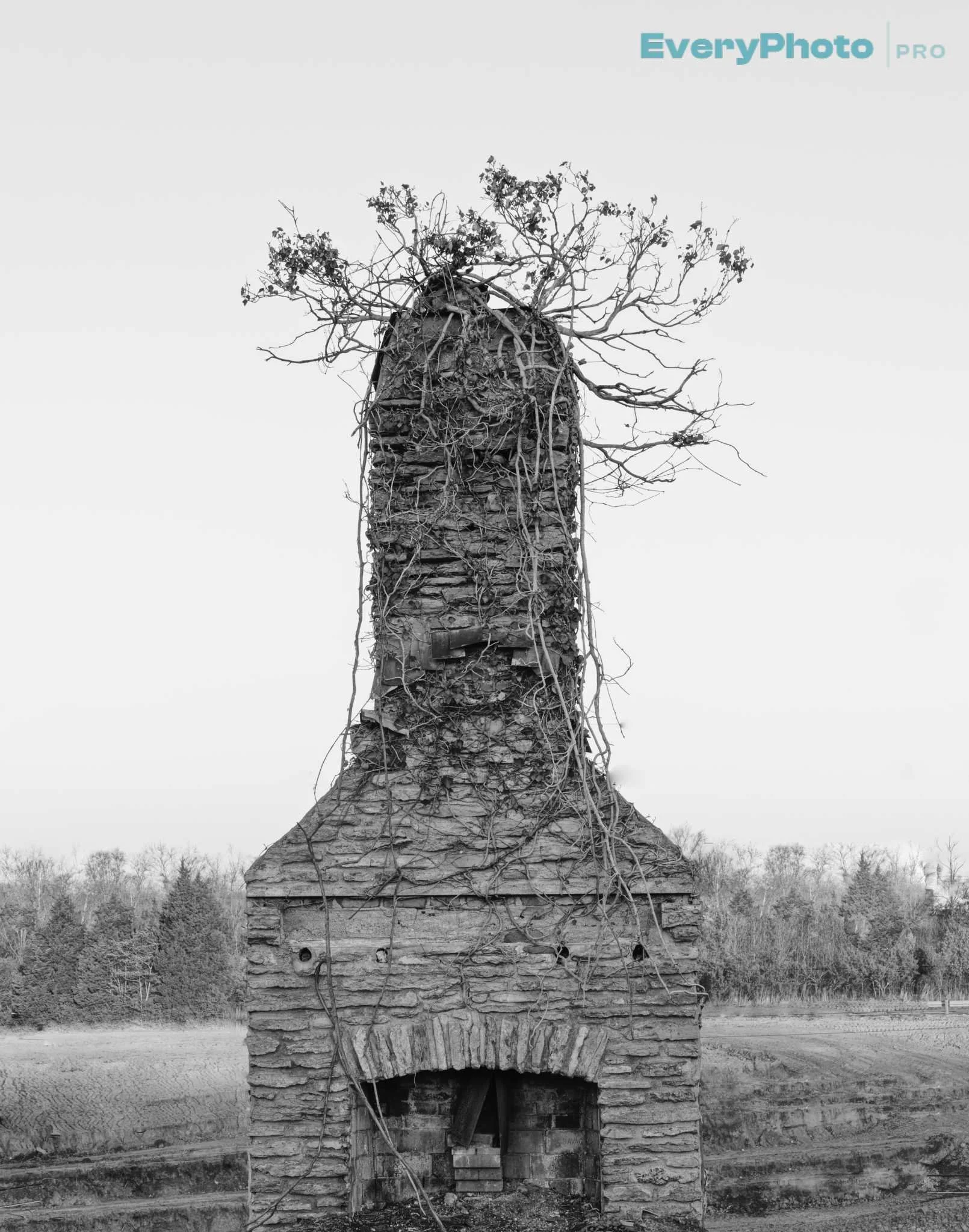 _4110147hearth phoenix.jpg