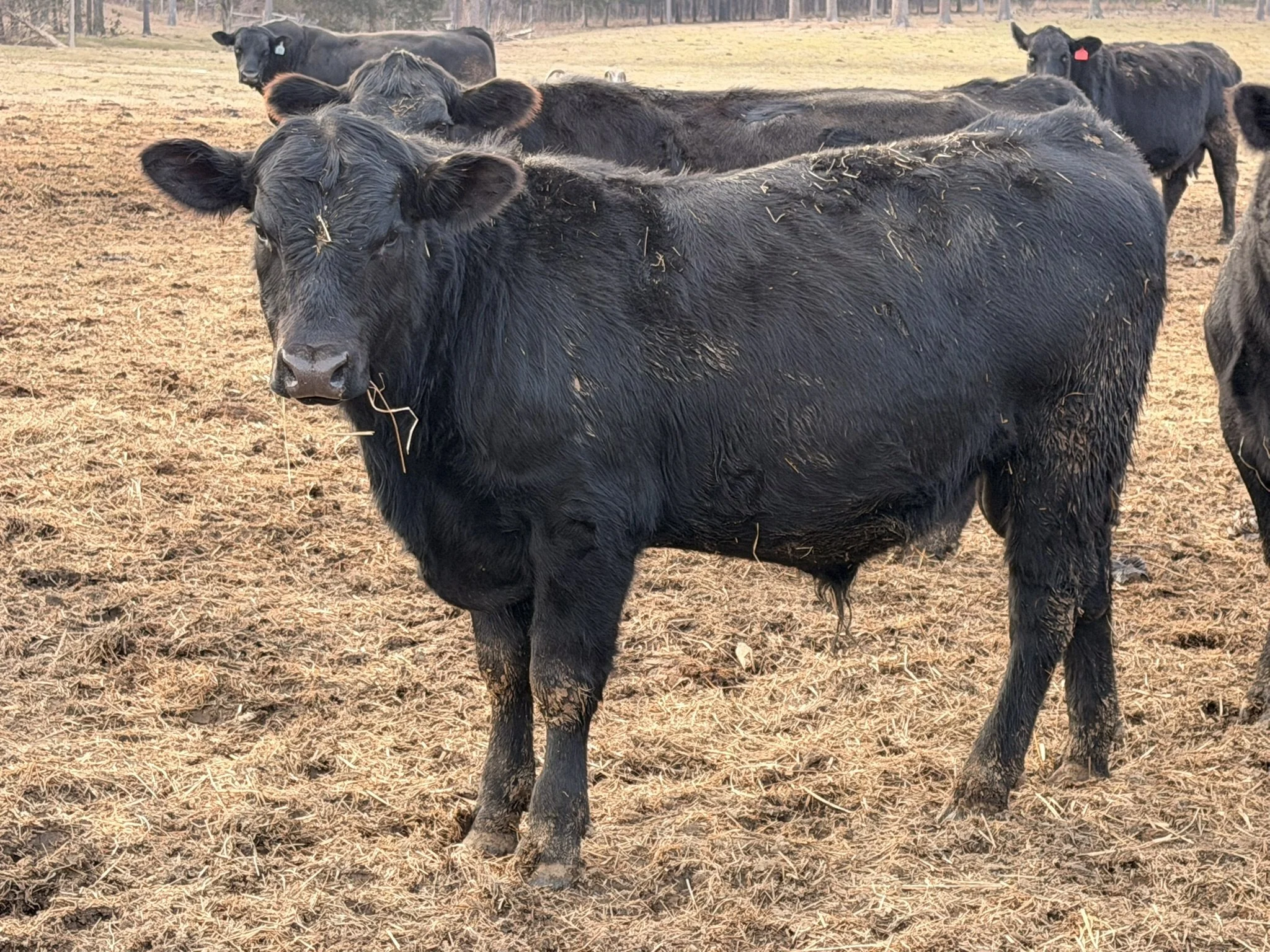 Black Angus bull calf exhibiting a thick, well-balanced frame with good depth of body for his age. He is structurally sound, standing square and correct on all four legs with strong bone and no visible structural concerns.

This bull calf shows a lev