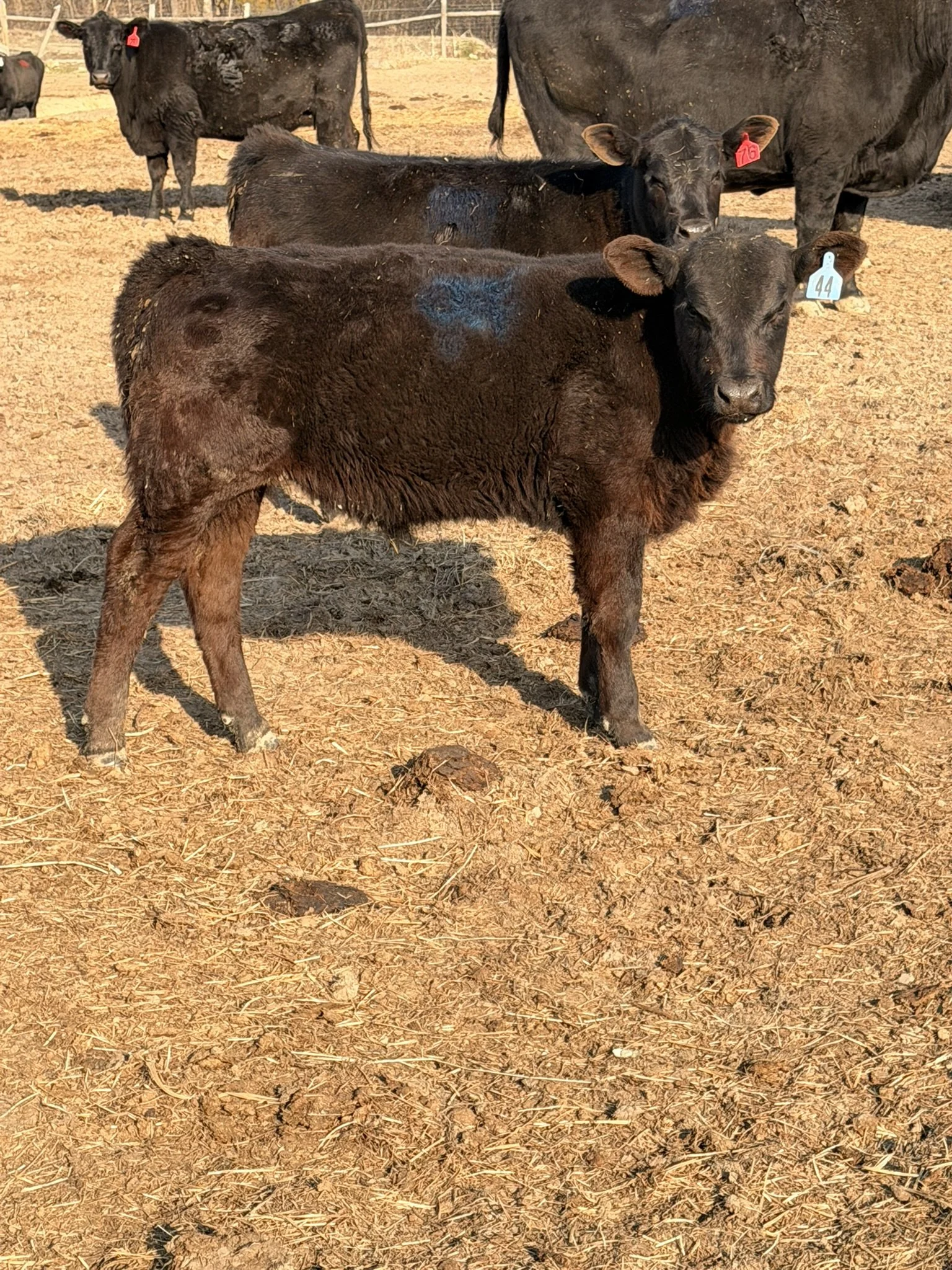 🐂 Bull Calf #44 — Elite Calving Ease Heifer Bull (Carcass Focused)