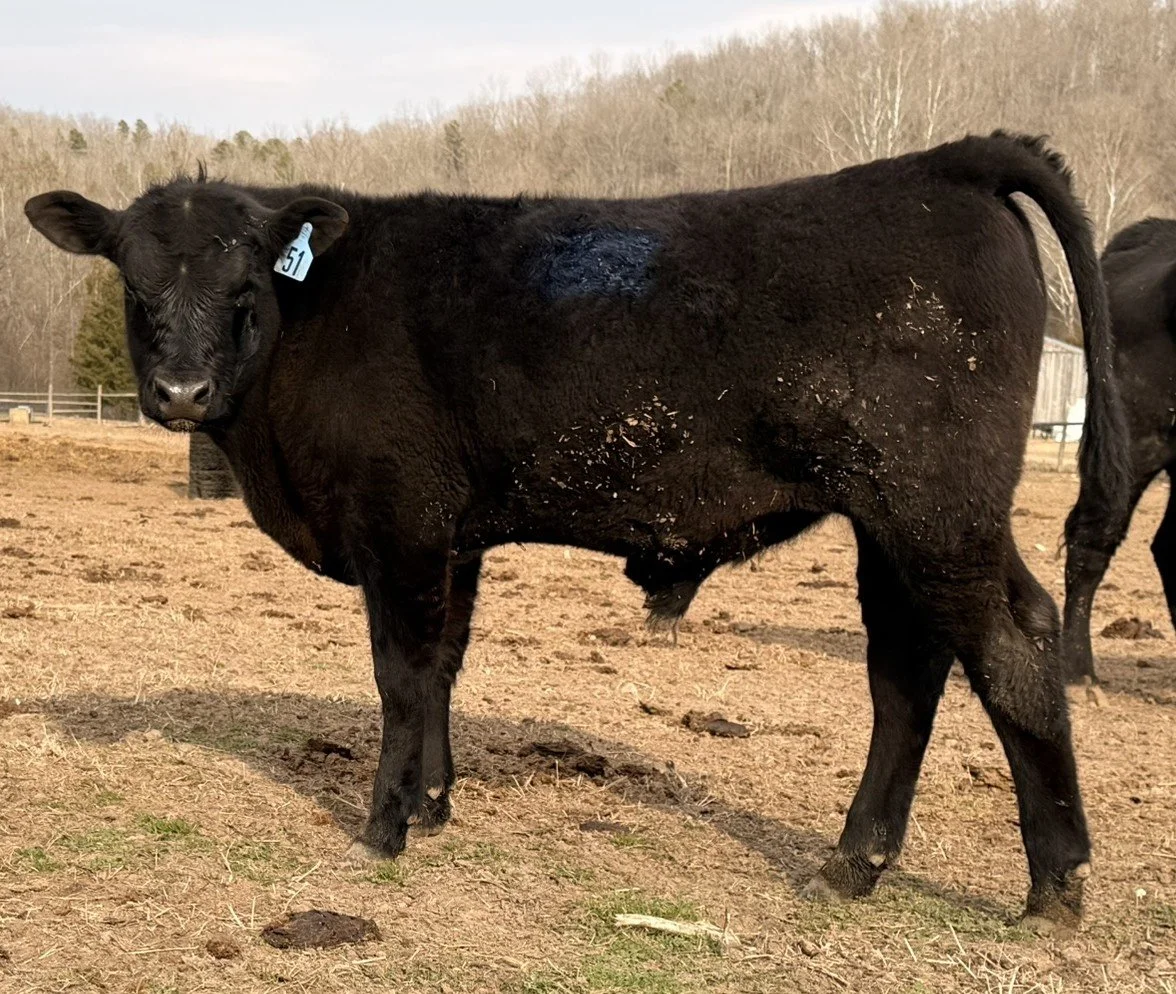 🐂 Bull Calf #51 — Low Birth Heifer Bull (Efficiency Focused)
