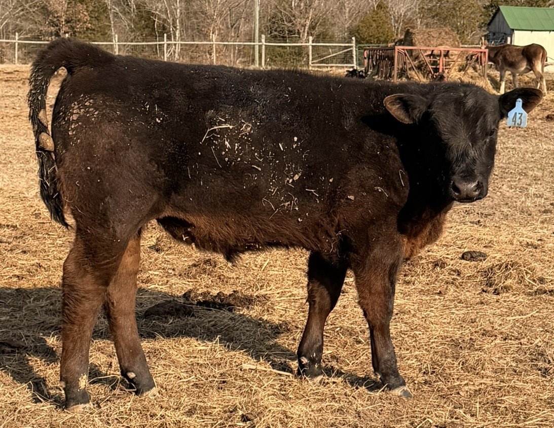 🐂 Bull Calf #43 — Elite Calving Ease + Carcass Balance Prospect