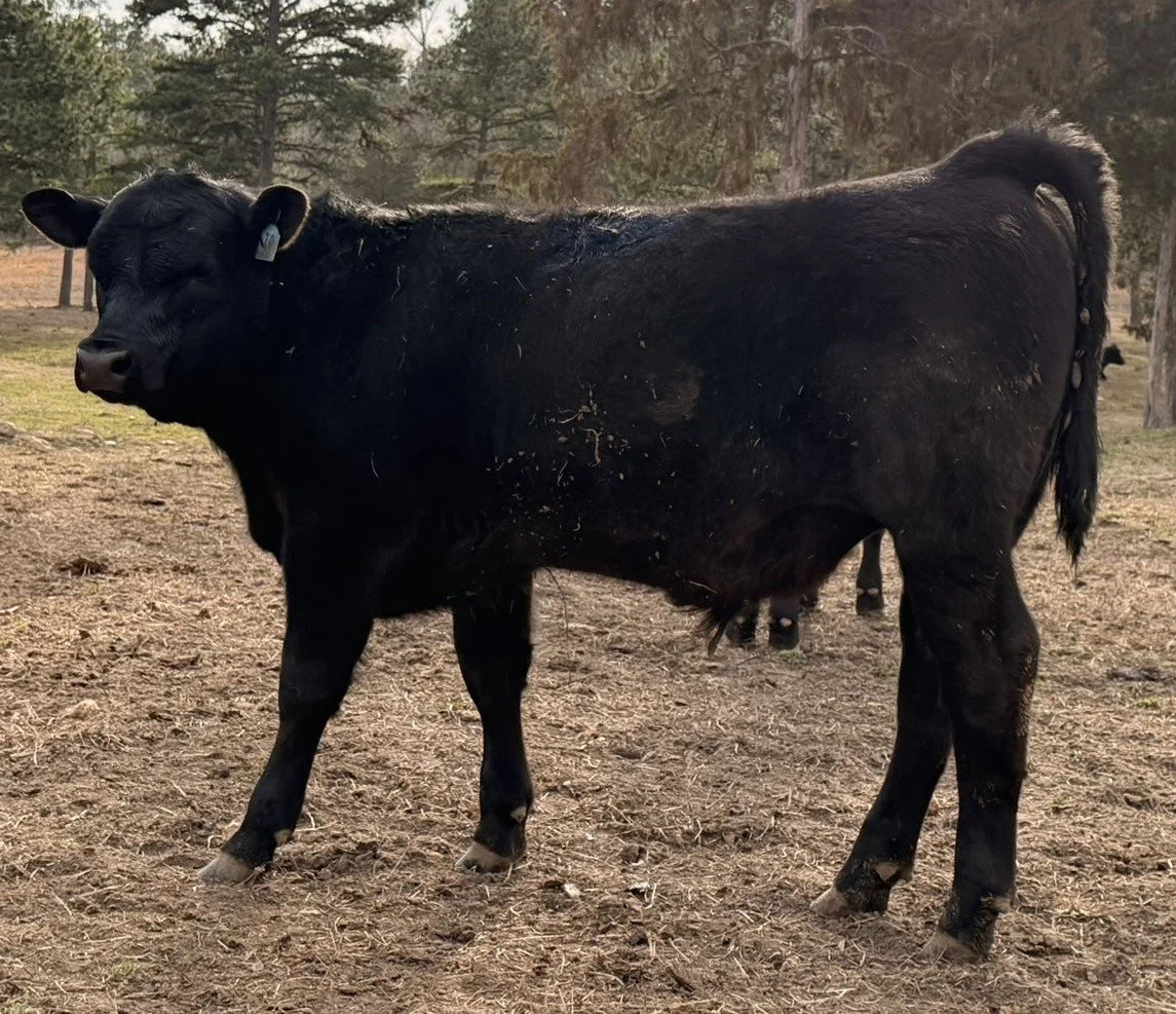 🔥 Bull Calf #38 – 6 Months – ¾ Angus Cross