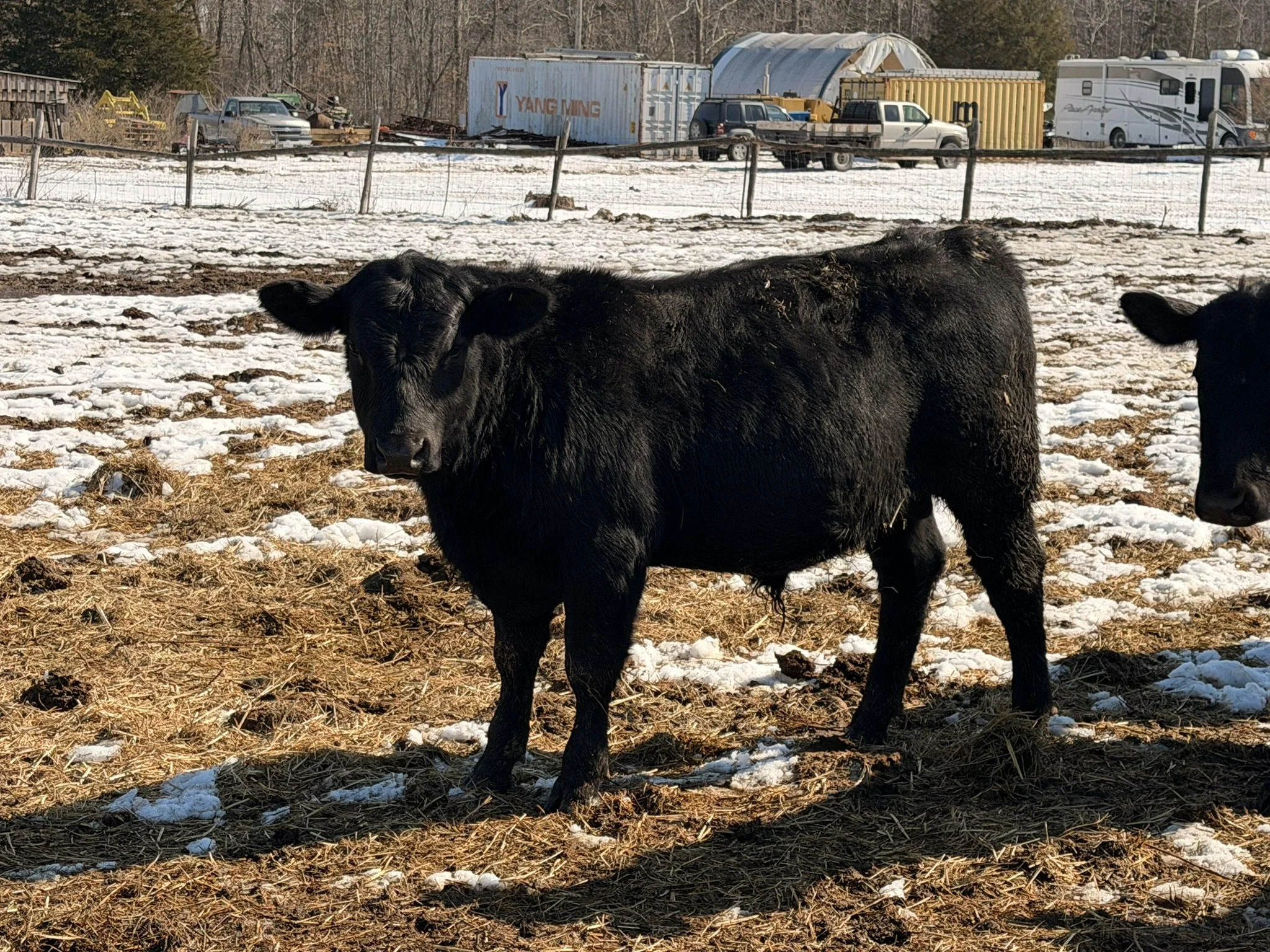 Bull Calf 4 is a black Angus bull calf displaying a balanced, moderate-framed build with good depth of body for his age. He stands square and correct, with a solid foot and leg structure that supports sound movement and long-term durability.

This ca