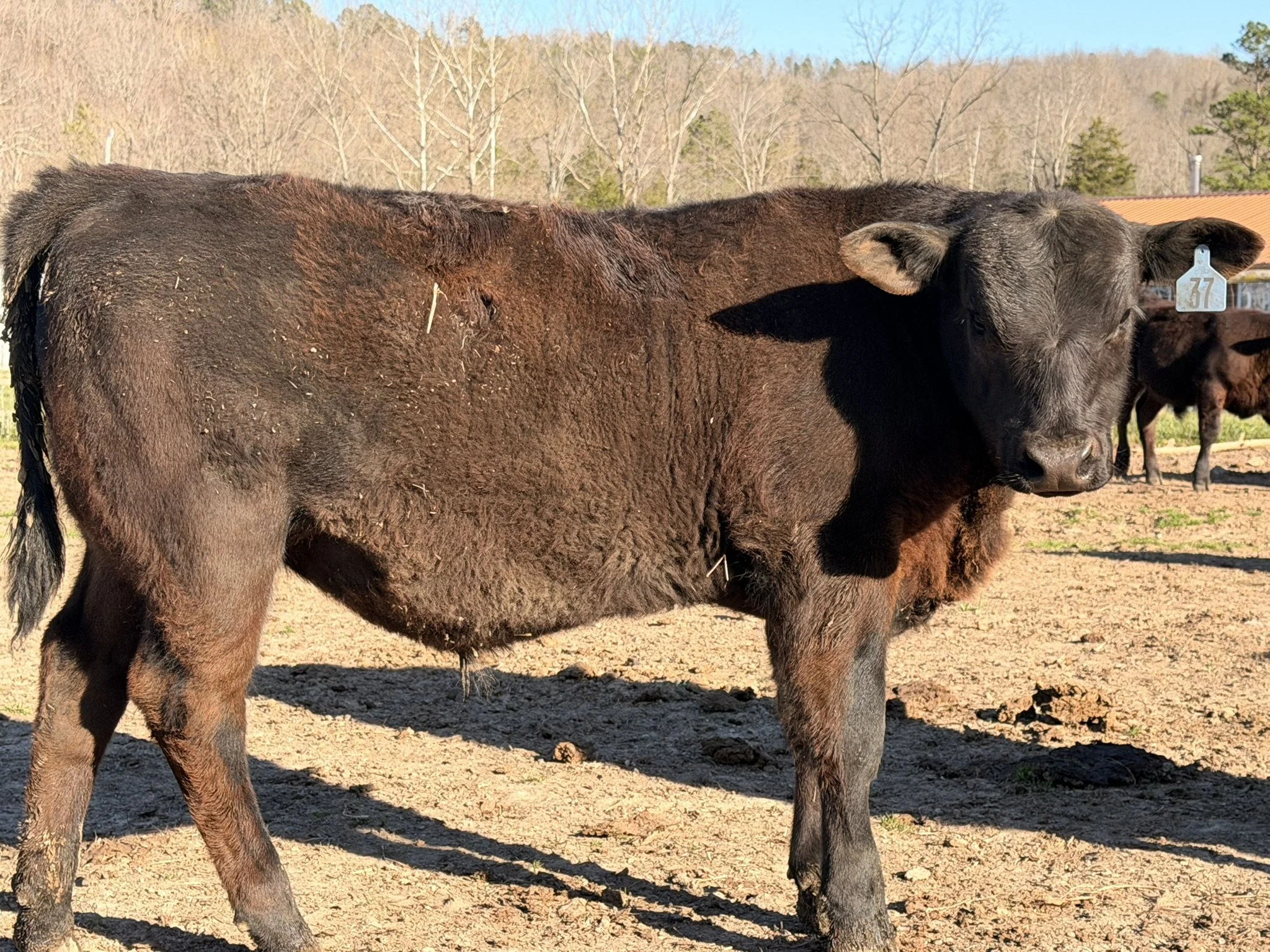 🐂 Bull Calf #37 — Elite Heifer Bull (Top 1% CE & Marbling)