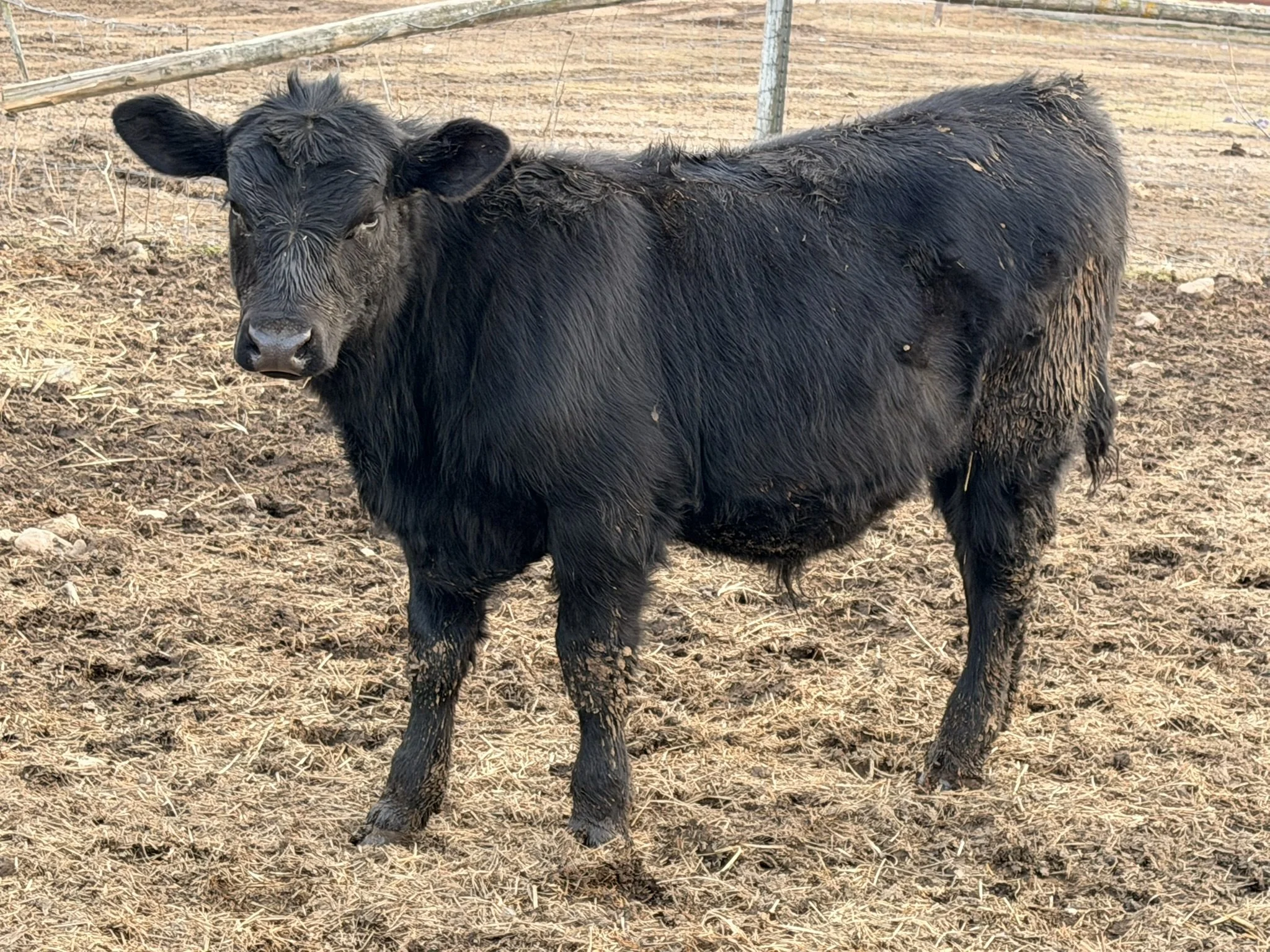 Bull Calf 2 is a black Angus bull calf showing a long, smooth-bodied profile with good overall balance. He exhibits adequate frame length from shoulder through hip and stands on a sound, correctly structured set of feet and legs, moving freely and co