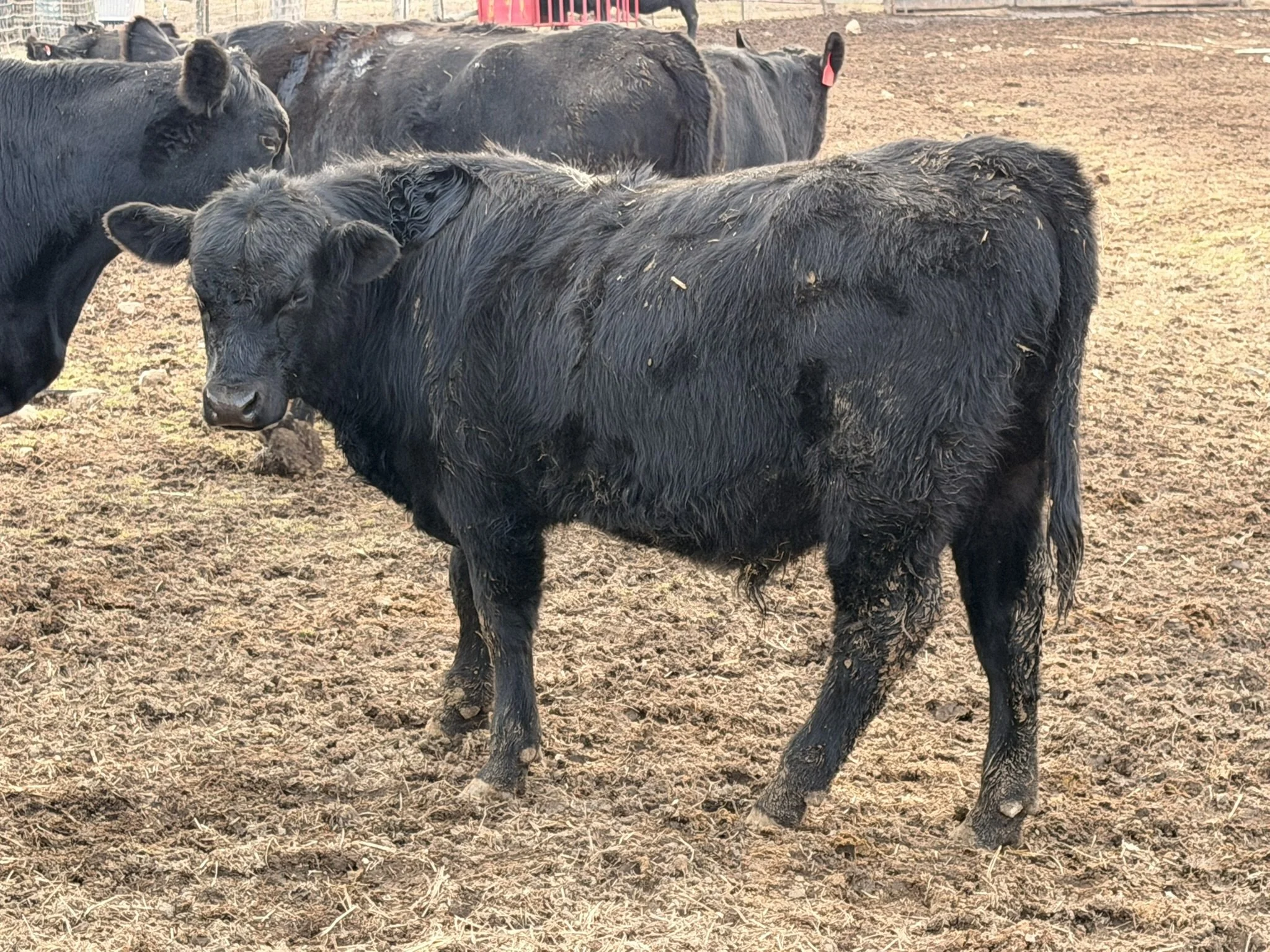 Showcase what this Bull Calf 3 is a black Angus bull calf showing a deep-bodied, stout build with good width and capacity for his age. He stands square and balanced, with a solid foot and leg structure that supports easy movement and long-term soundn