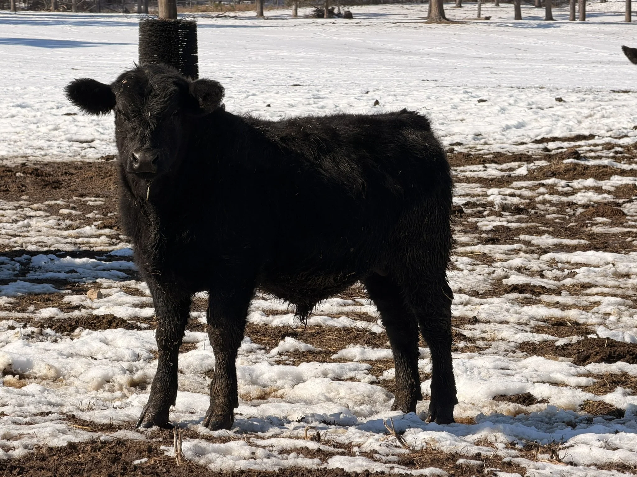 Bull Calf 5 is a black Angus bull calf displaying a thick, compact build with good depth of body and natural volume for his age. He stands square and correct, with solid bone and a sound set to his feet and legs, indicating durability and ease of mov