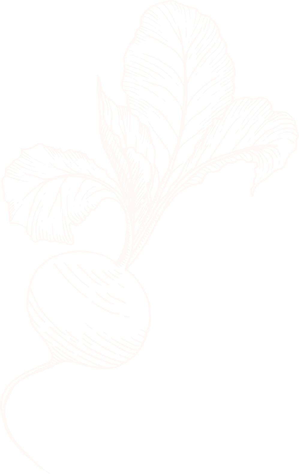 Black and white line drawing of a radish with leaves for Off Beet Holistic FDN
