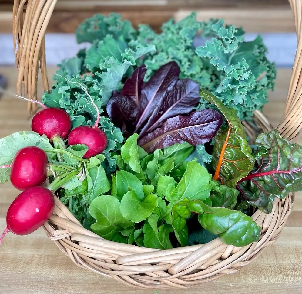 Fall Harvest Greens + Radish Bag