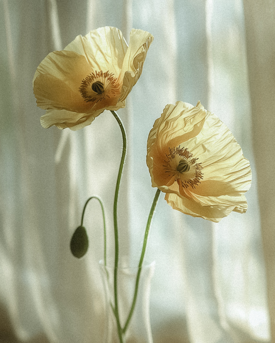 Two cream-colored poppies with dark centers in a glass vase, illuminated by soft natural light.