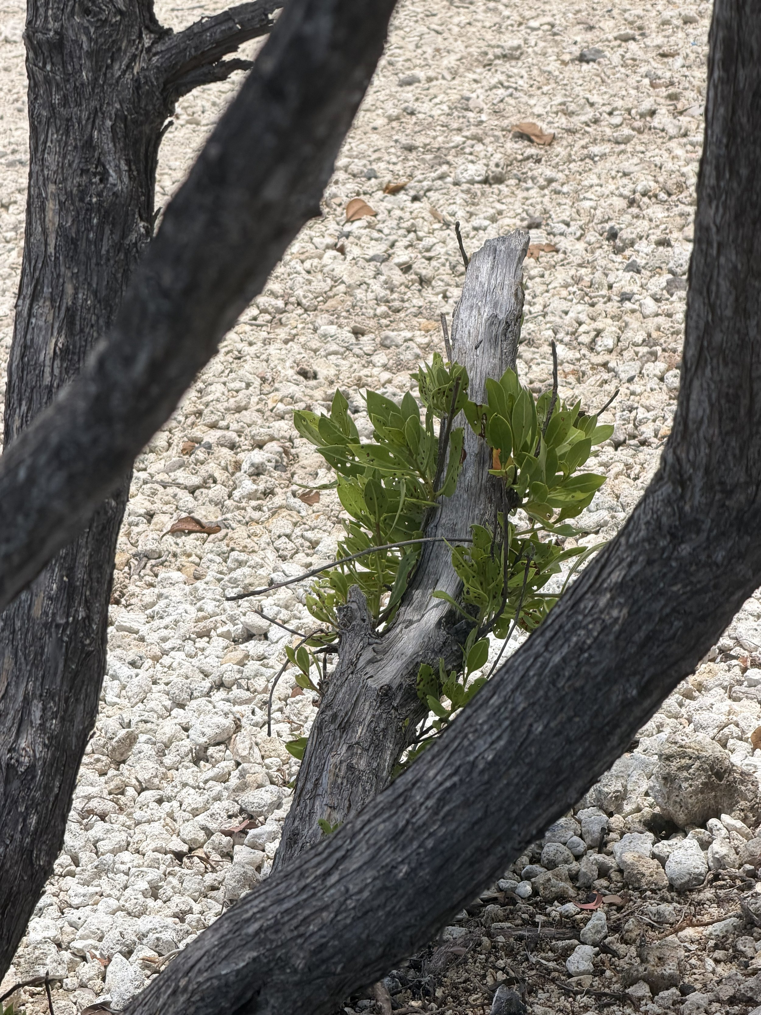 2026.06.16 Tree and green.jpg