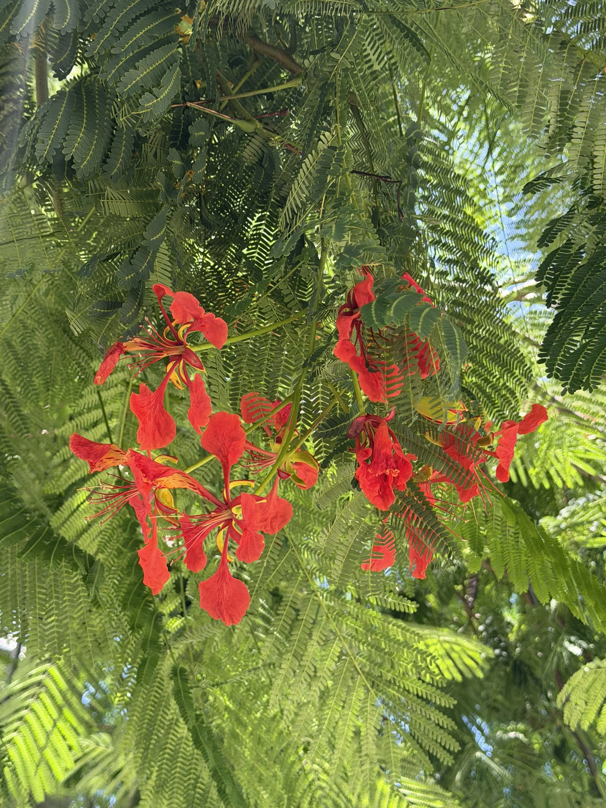 2026.06.16 Red flowers.jpg
