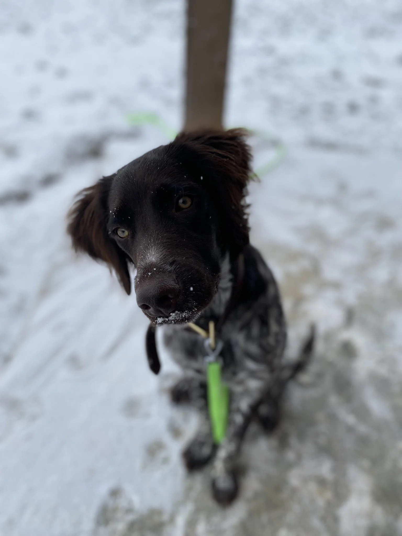 Sadie 6.JPEG