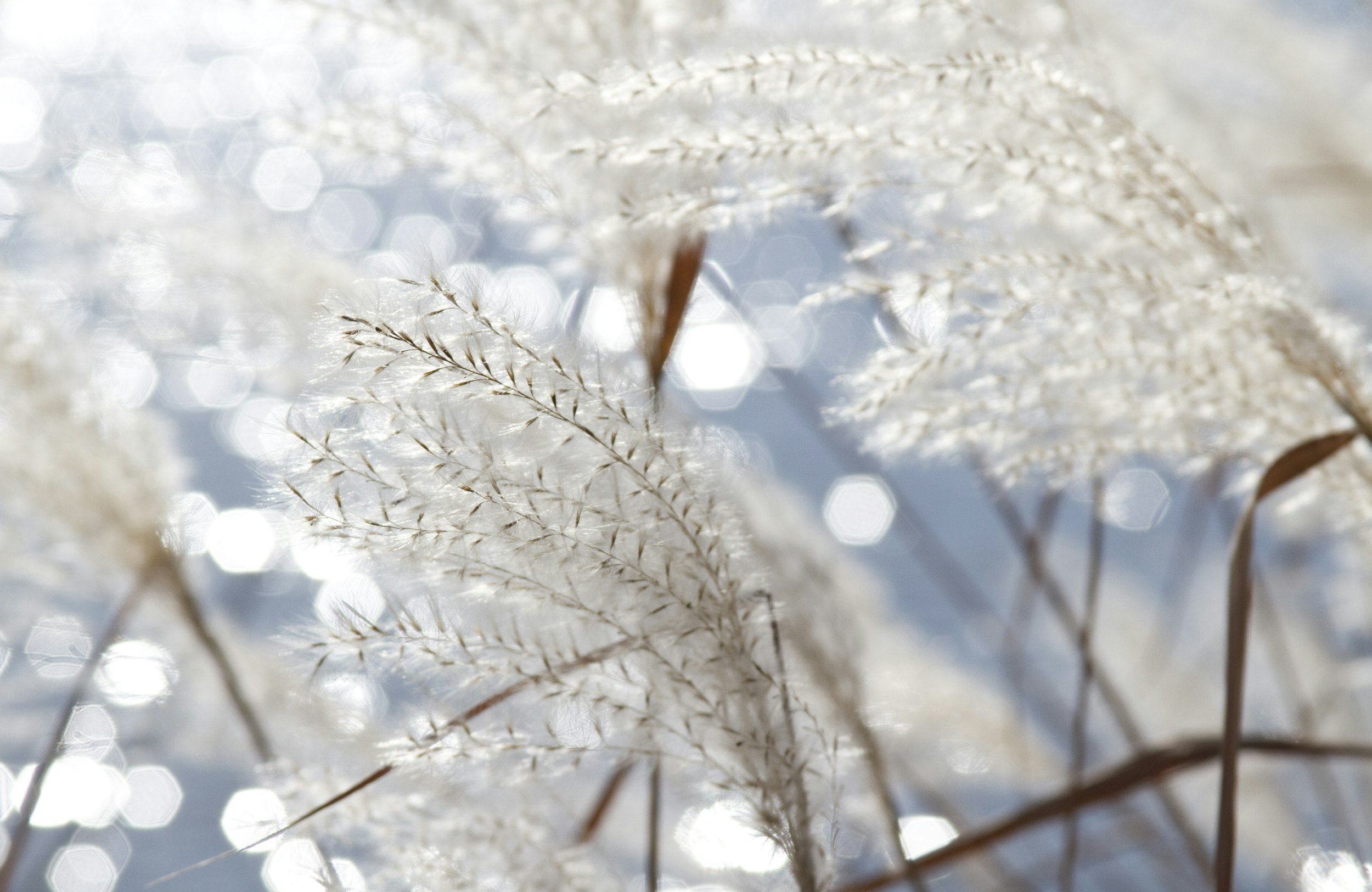 THE PURIST; Reawakening Inner Wisdom