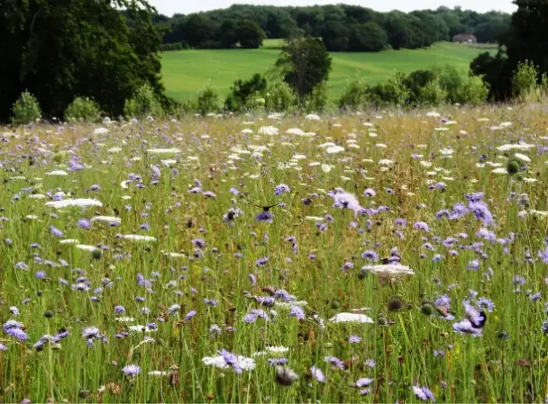 Exhibitions Paul Harvey Bird Sculpture