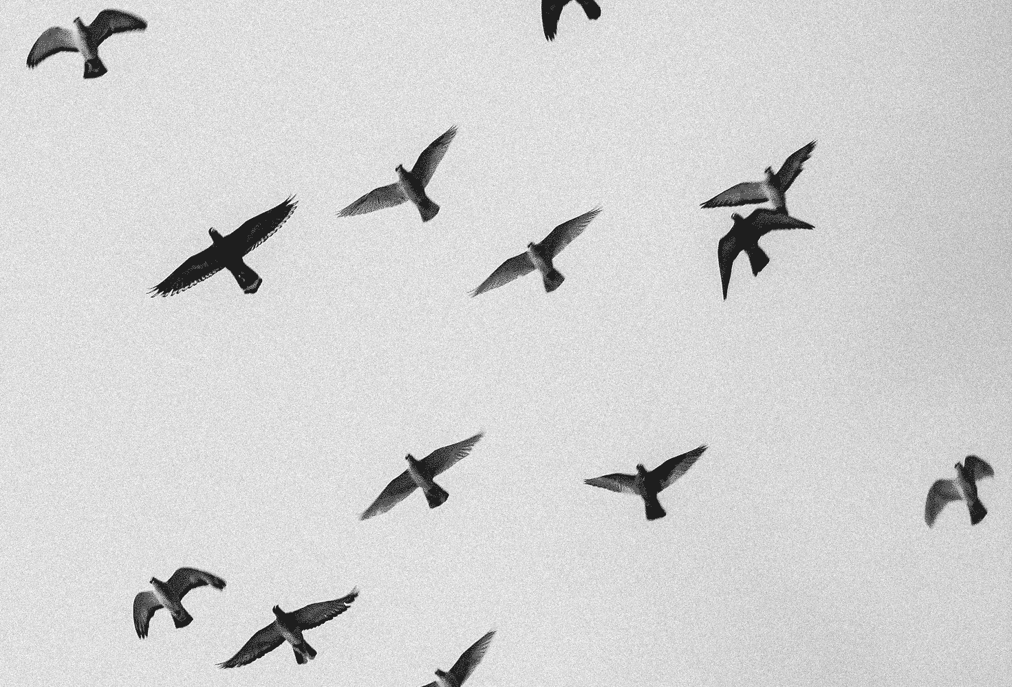 A flock of birds flying in the sky, captured from below in black and white.