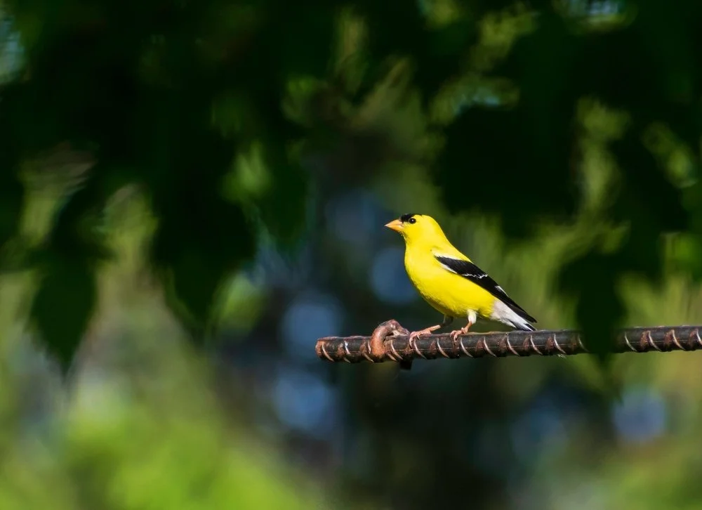 Goldfinch bird, symbol of Safier Law Group, PC, White Plains NY real estate and estate planning law firm