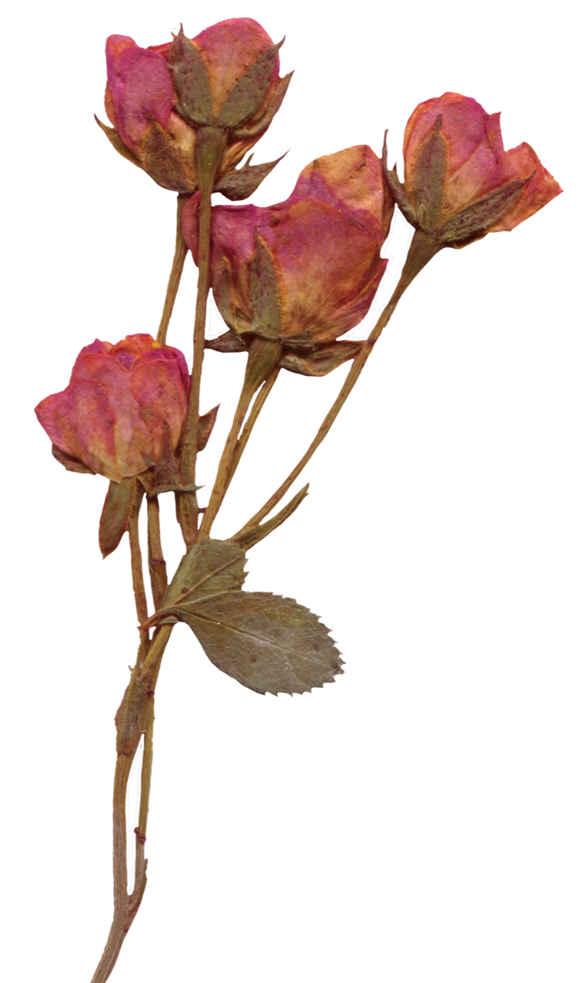 Dried pink roses with brown stems and leaves.