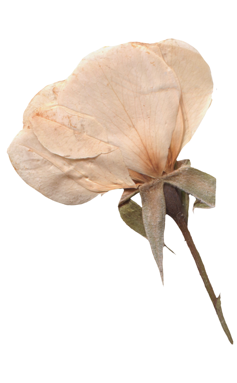 A dried, pale pinkish-beige rose with its petals wilted and slightly curled, attached to a greenish-brown stem.