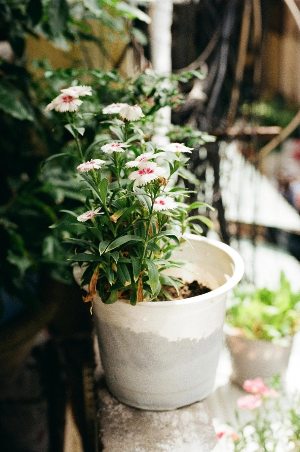 A potted plant with white and pink flowers on a ledge, with other pot plants in the background.