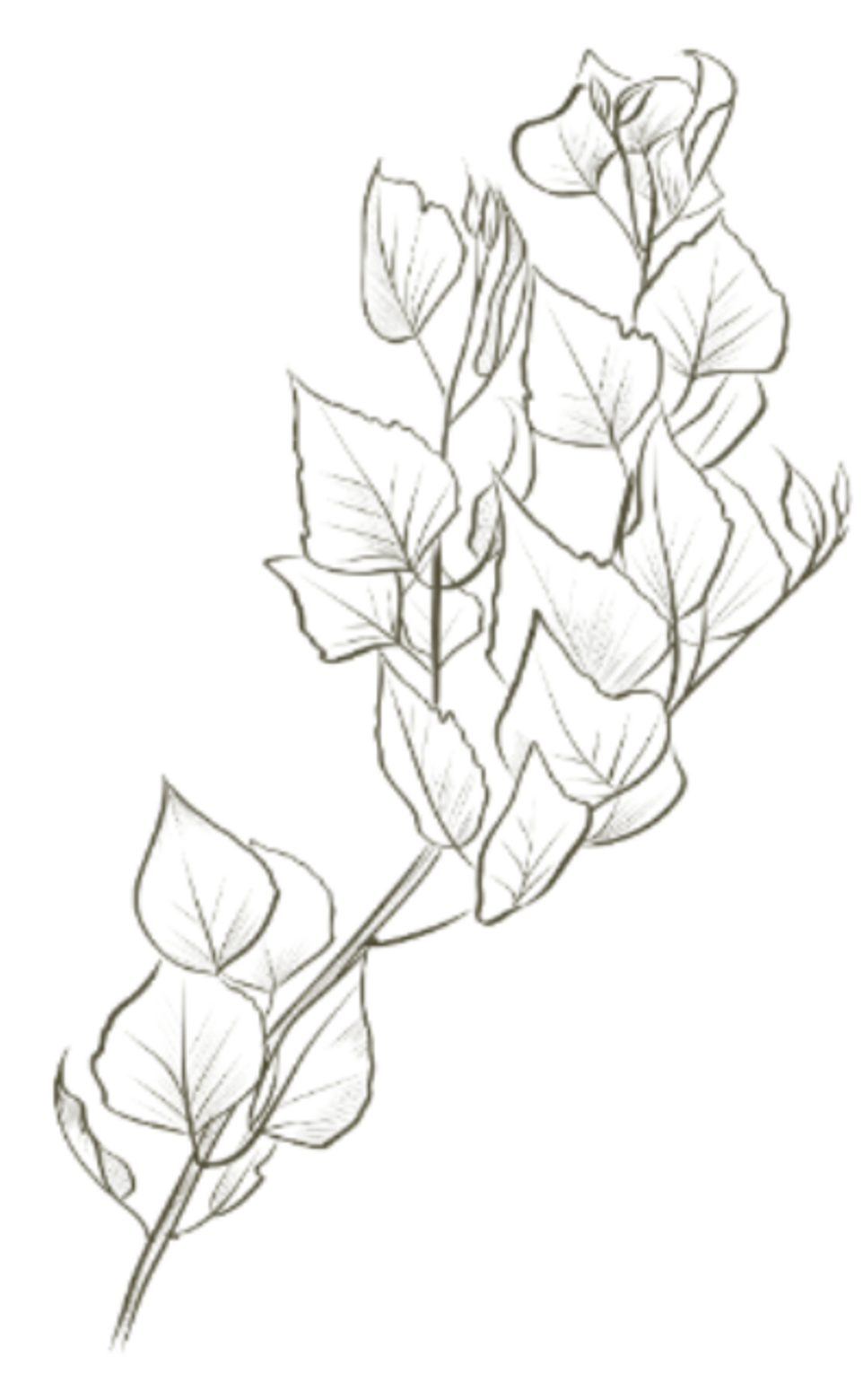 Outline drawing of birch leaves.