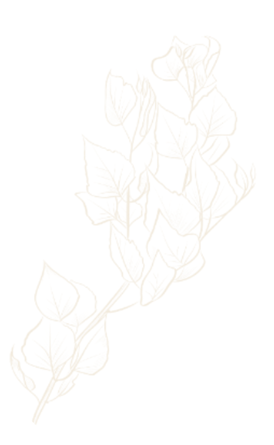Botanical illustration of birch leaves