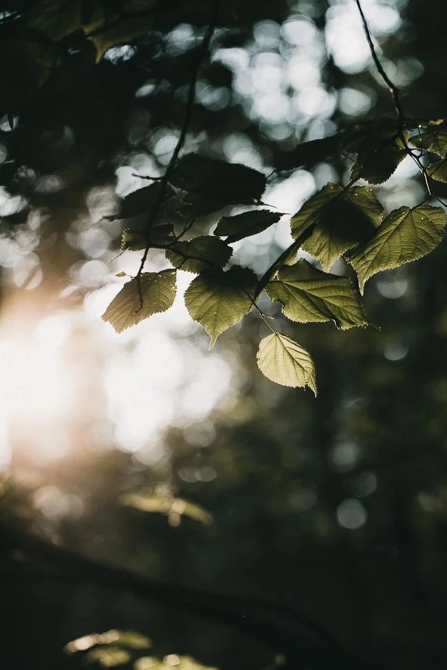 Green leaves on a tree branch with sunlight filtering through during sunset or sunrise.