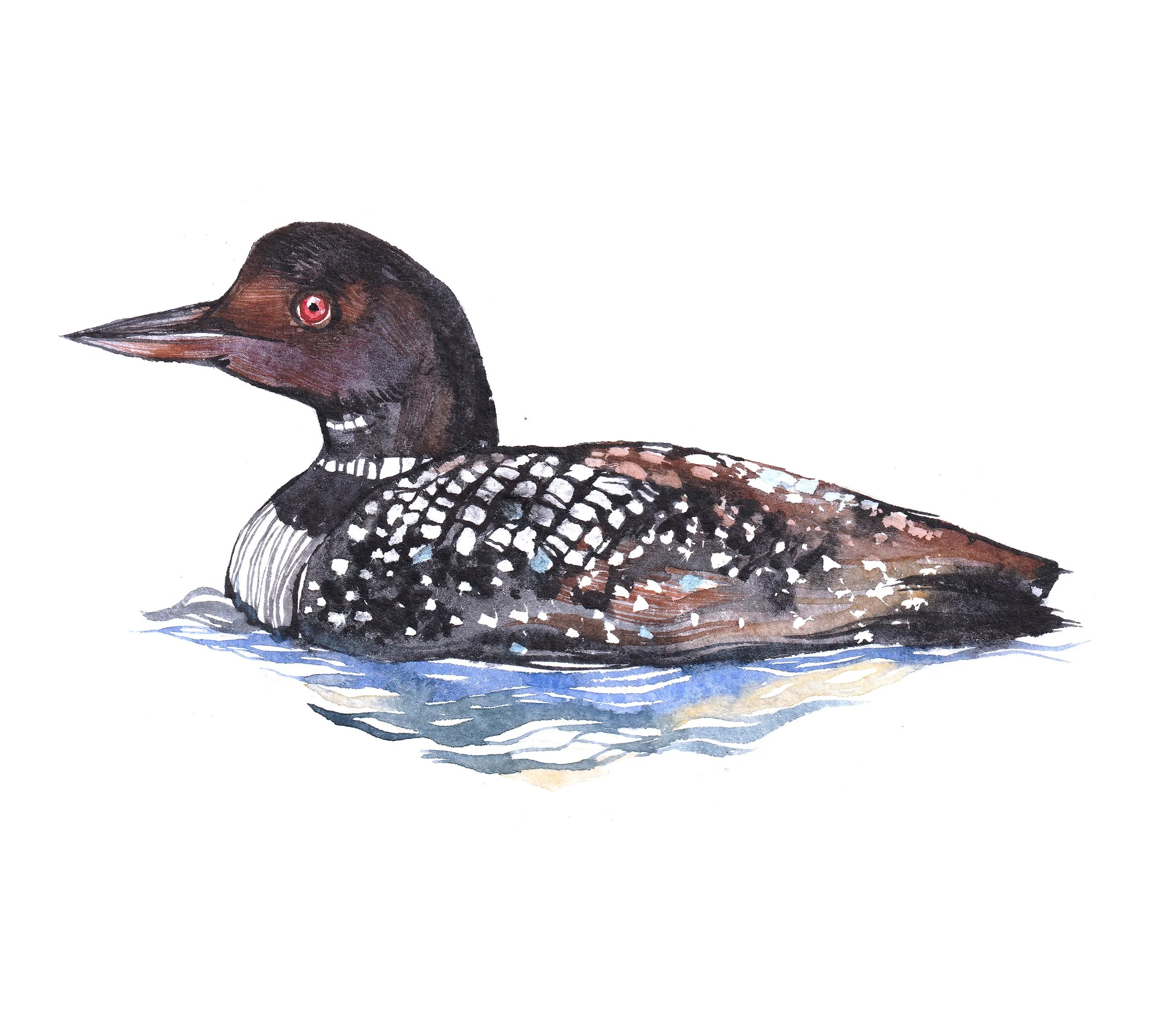 Watercolor illustration of a loon bird swimming in water.