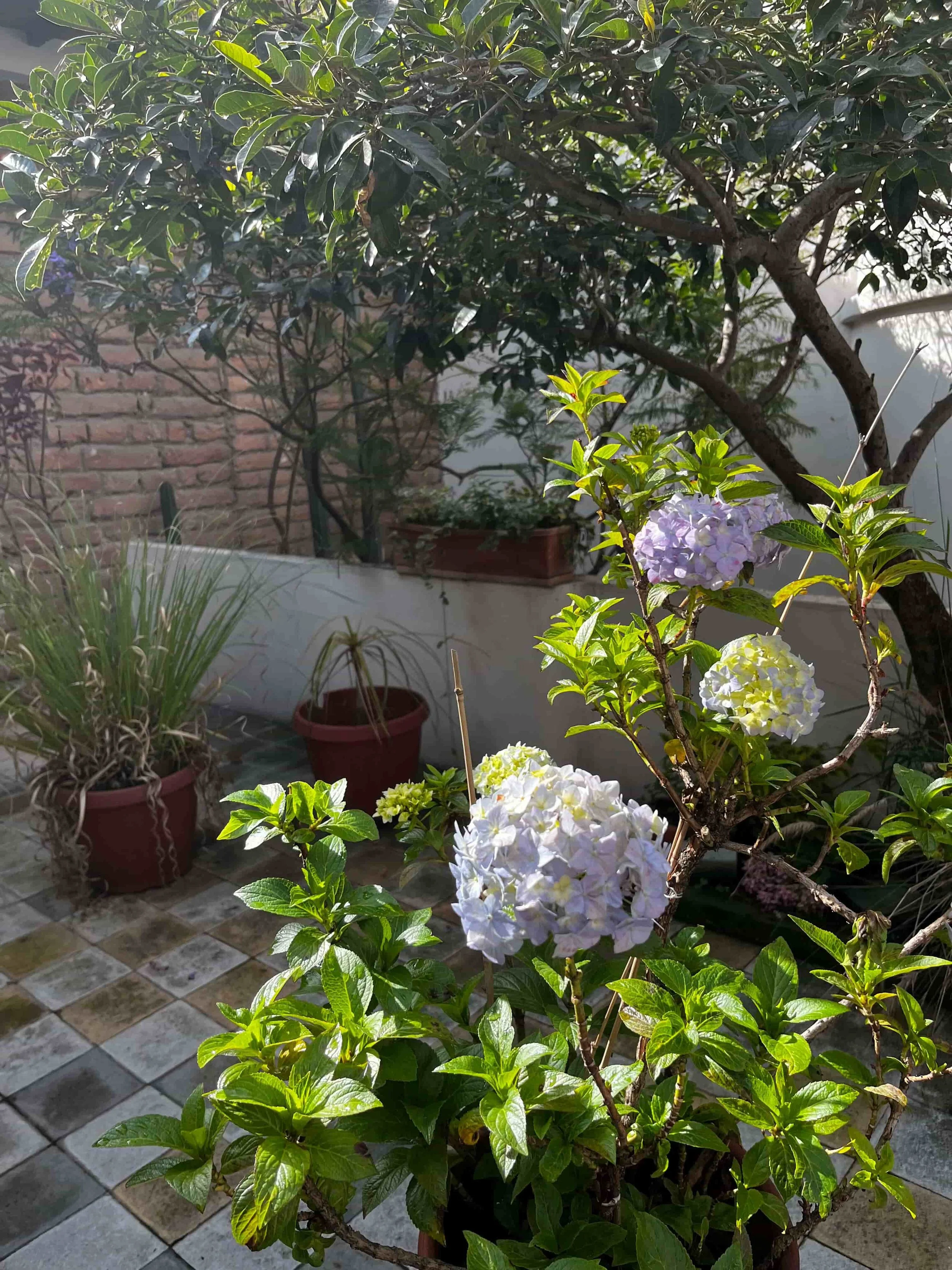 Hortensias floreciendo en el jardín del consultorio; una imagen que simboliza el crecimiento gradual y el florecimiento personal durante el proceso de seguimiento terapéutico.