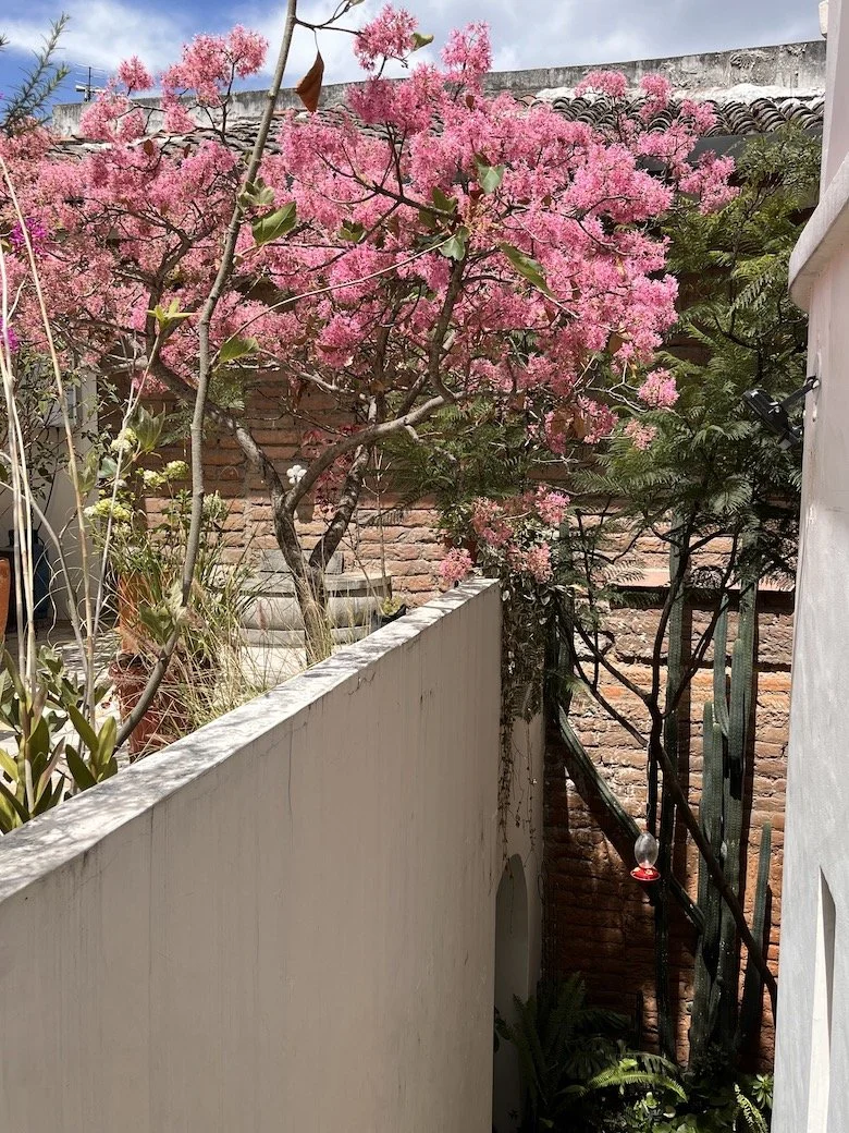 Árbol de arupo rosado florecido en Quito, Ecuador; una imagen de la naturaleza local que evoca esperanza y belleza en el entorno de la consulta.