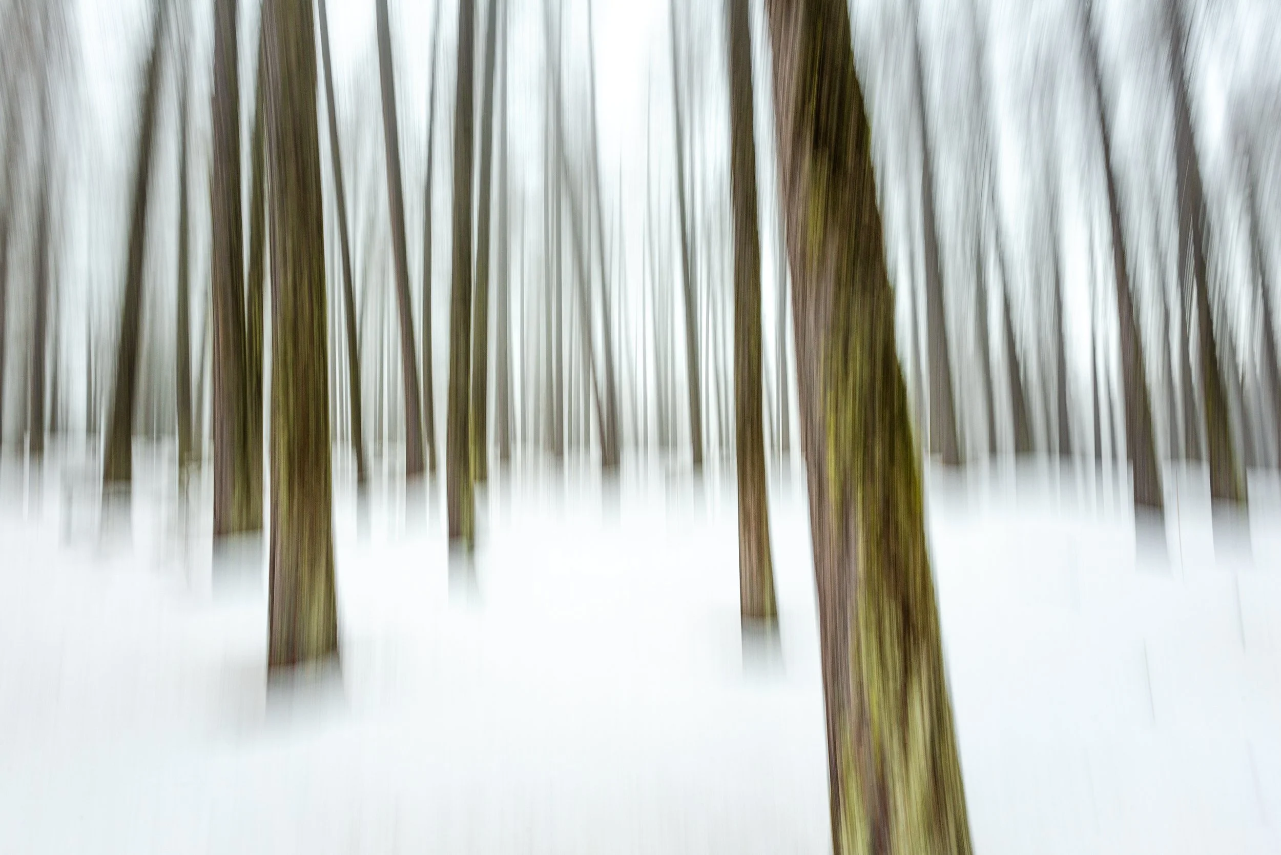 Deep Forest.jpg