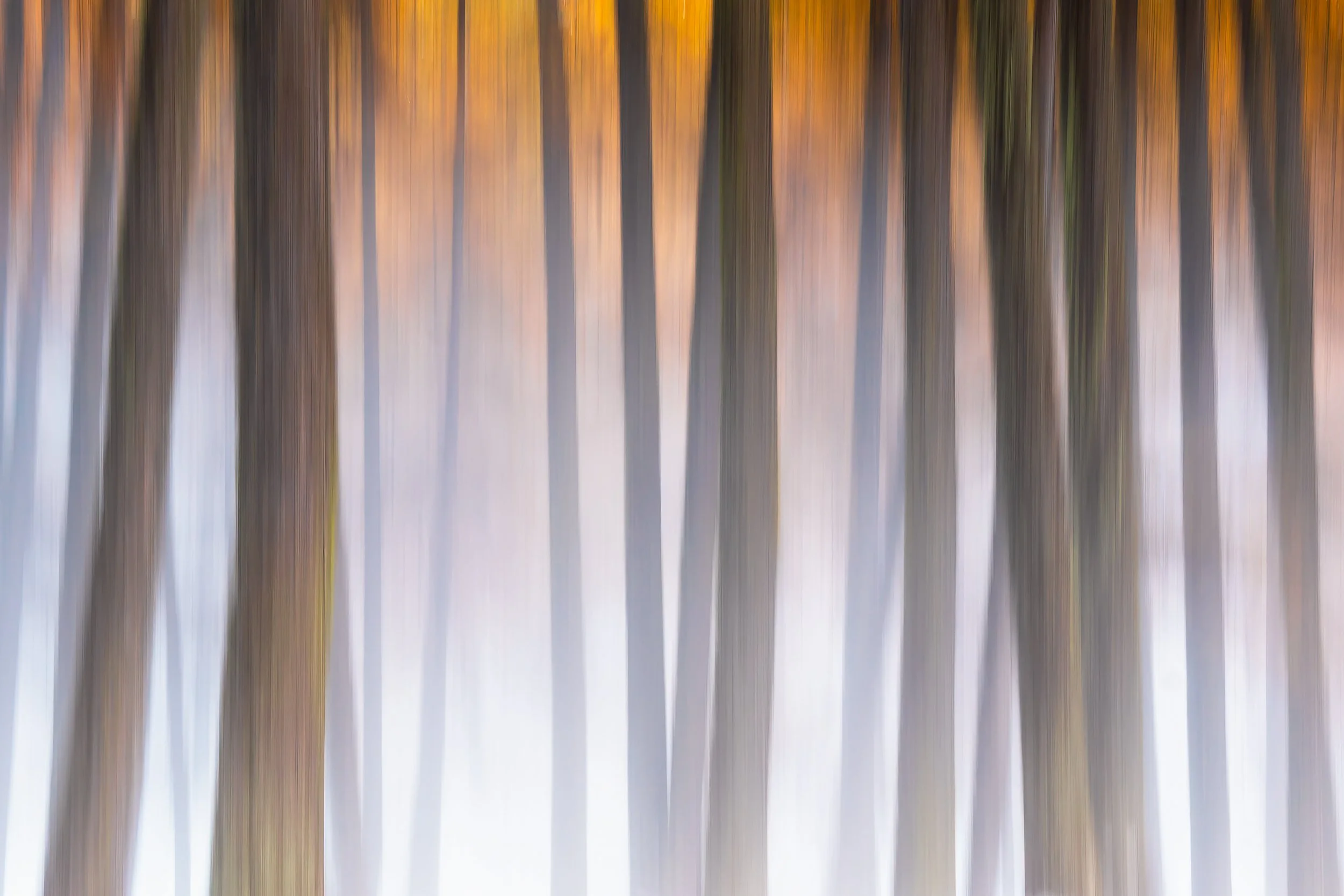 Warm and Cold in The Woods.jpg