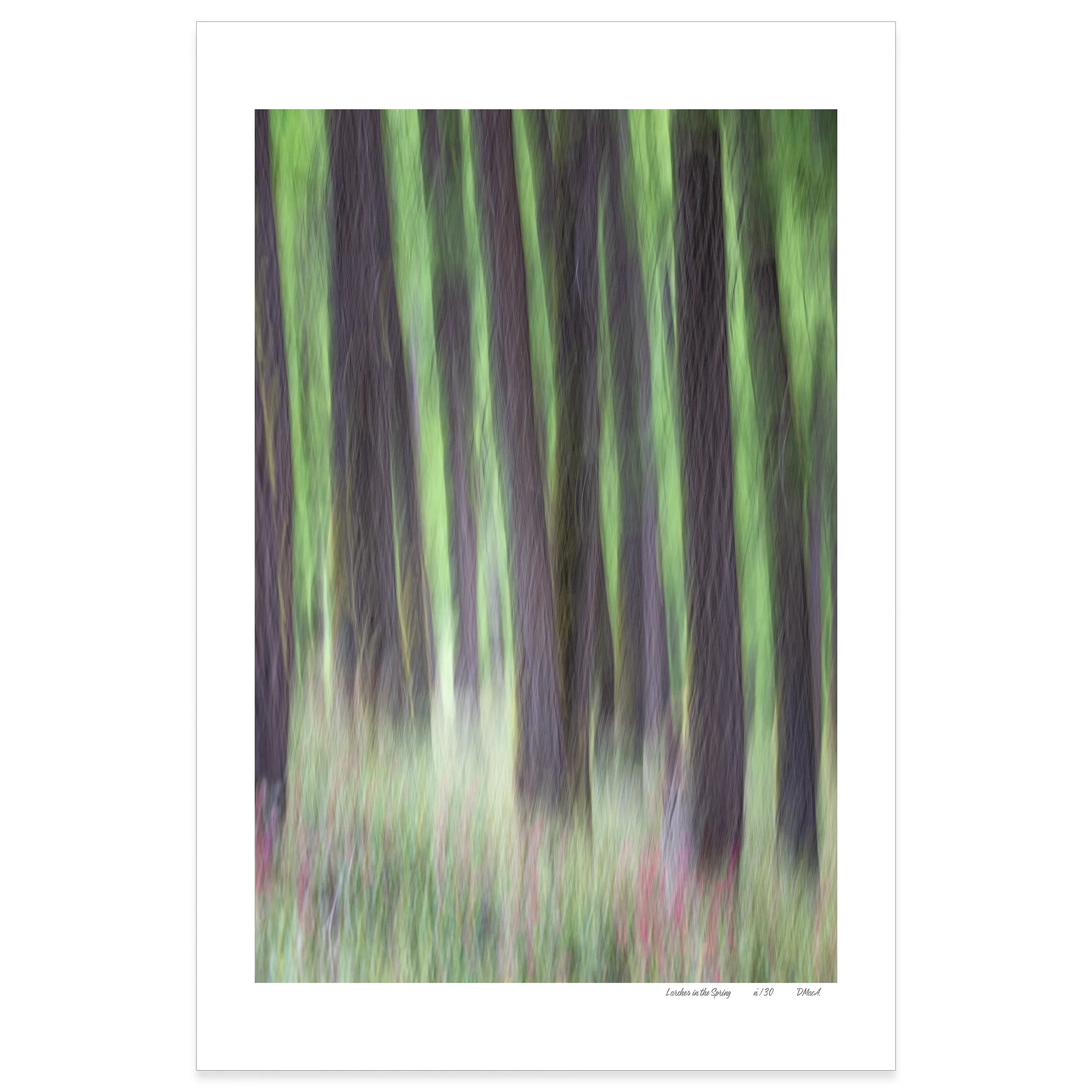 Larches in the Spring