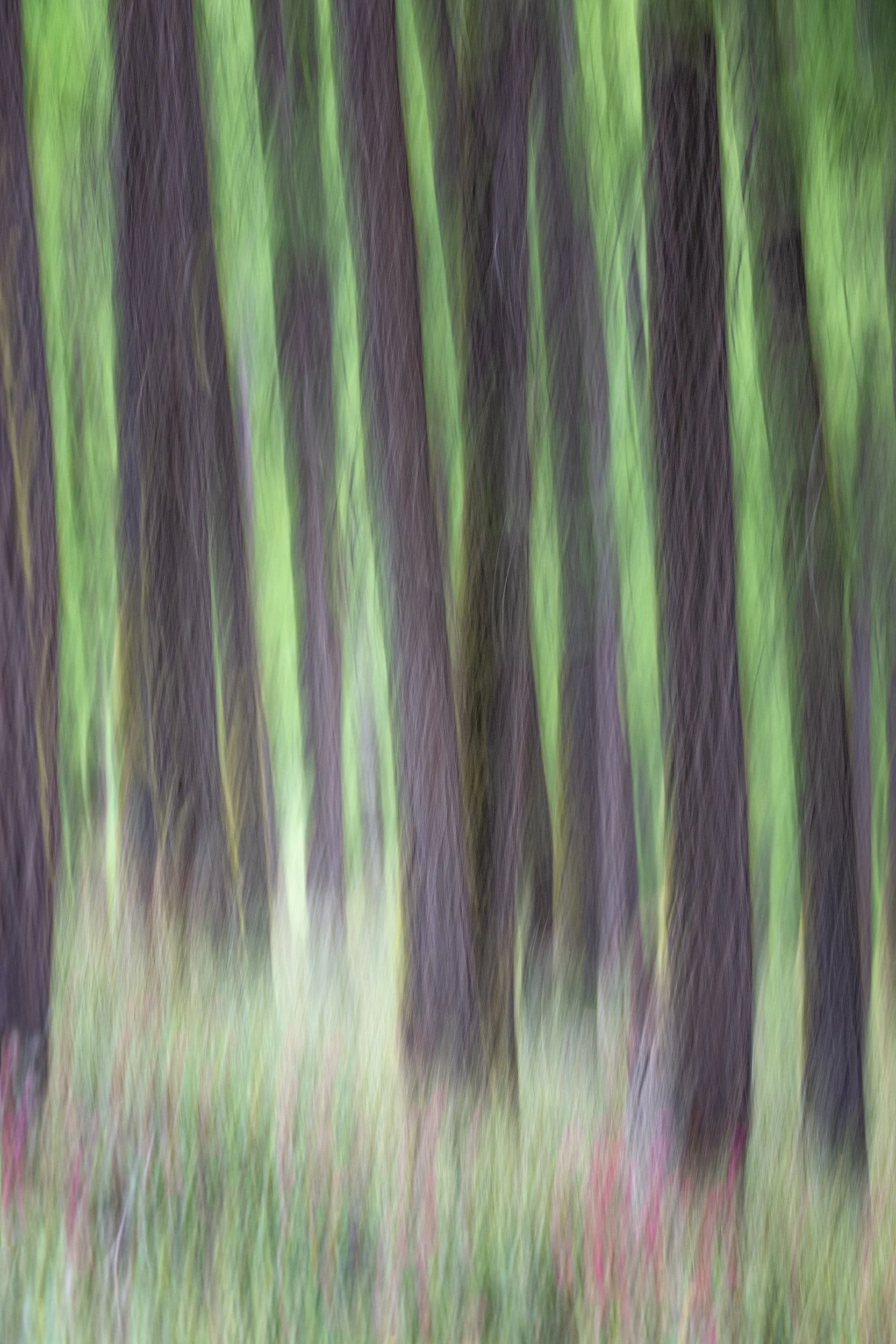Larches in The Spring.jpg
