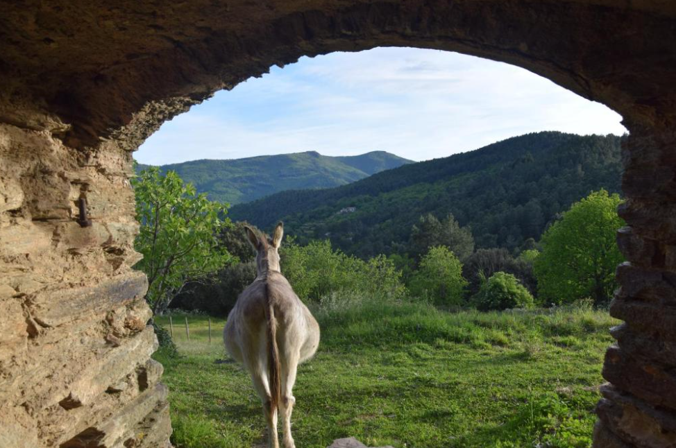 collet de deze 6.png