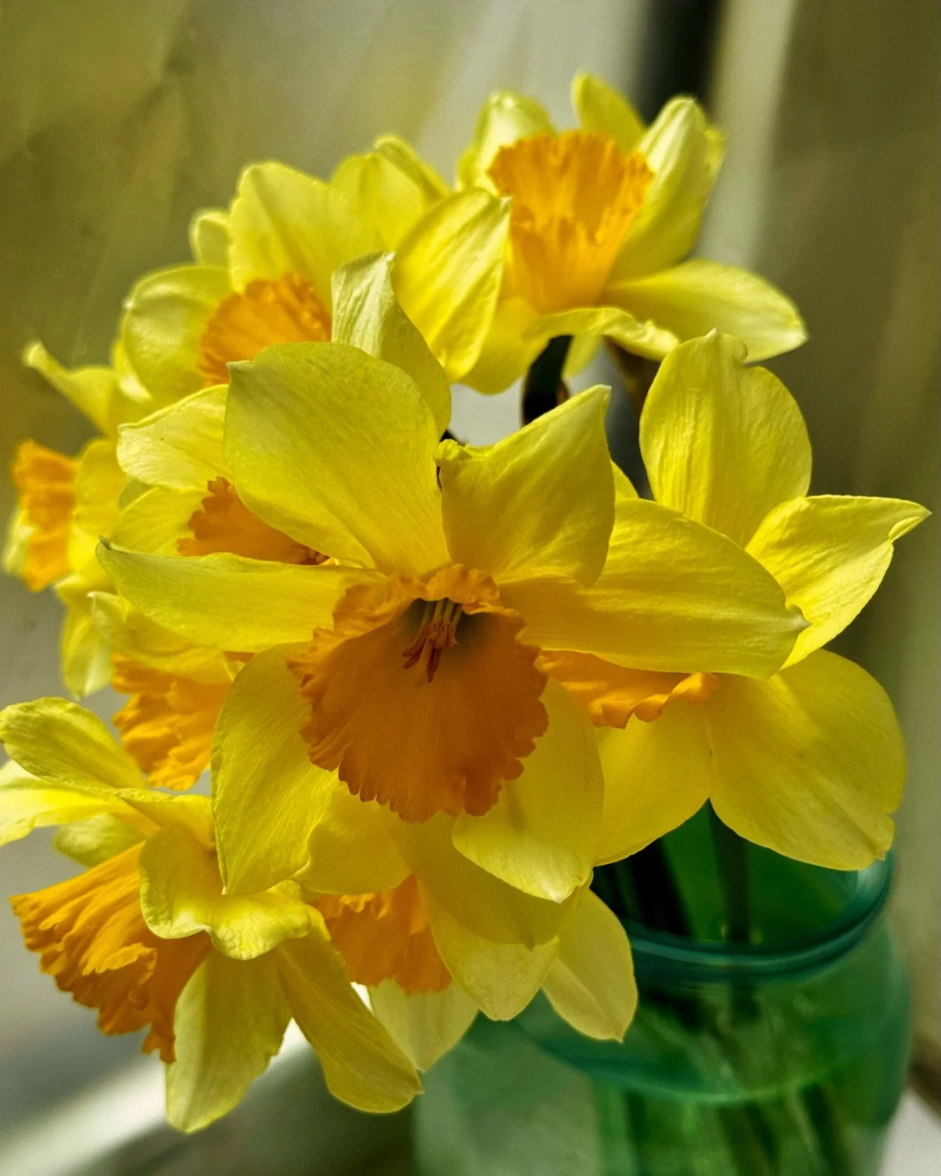 Bought some daffodils to brighten up these gloomy days and help us push through the last week of this endless January!! 🌼❤️ We&rsquo;re nearly there 💪🫶