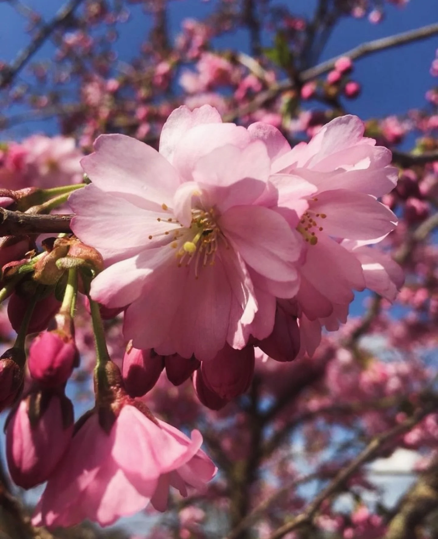 S P R I N G | Anyone else feeling like the start of Spring has passed them by and how is it now EASTER?!?? 🐣 It&rsquo;s been a crazy year so far and we&rsquo;re looking forward to some down time over the next few days. Fingers crossed for more Sprin