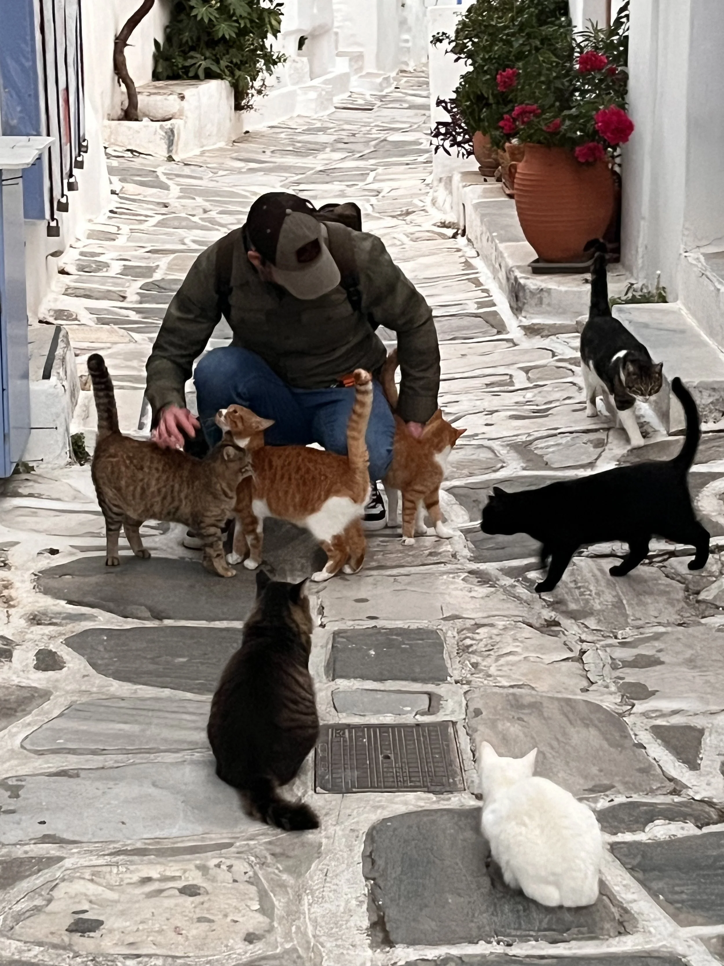 A man in a gray jacket and cap crouches on a stone-paved alley surrounded by seven cats of various colors and patterns, with white walls and potted flowers in the background.