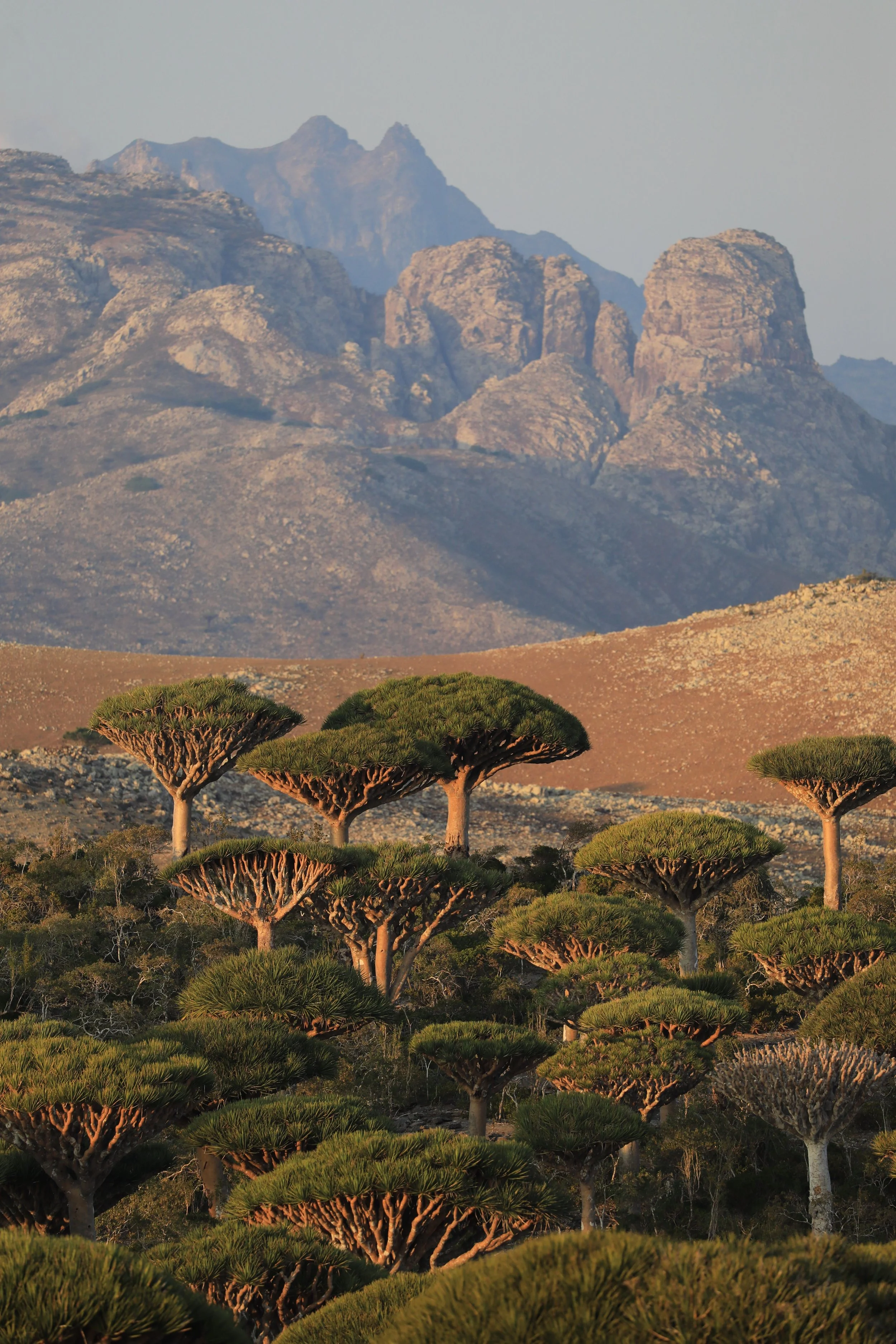 Socotra Island: The Most Alien Place on Earth You Can Actually Visit