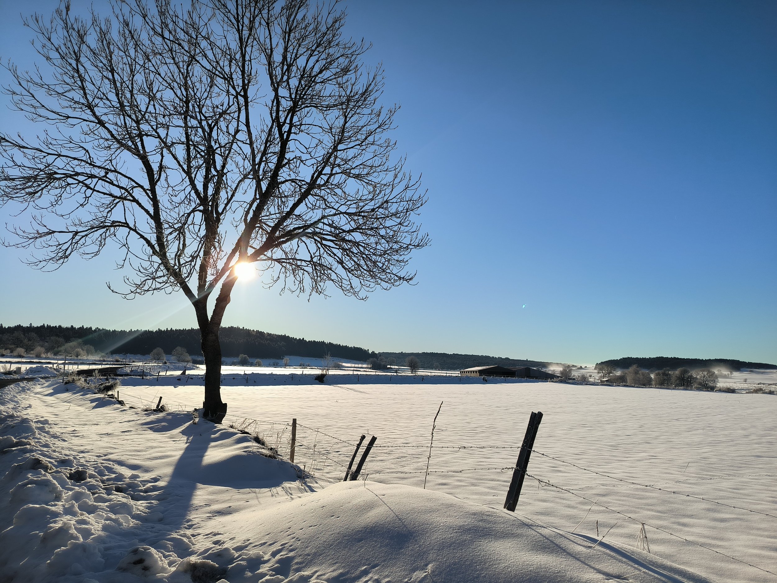 Arbre sans feuilles au premier plan avec champs enneigés, clôtures, ferme et forêt au loin sous un ciel bleu clair, soleil brillant