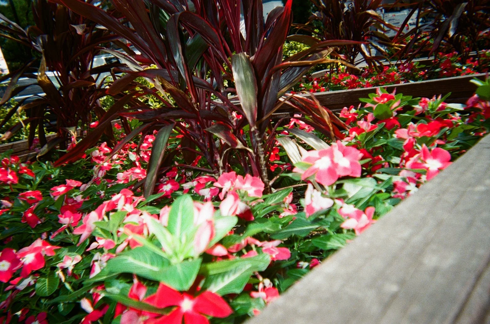 bed of flowers