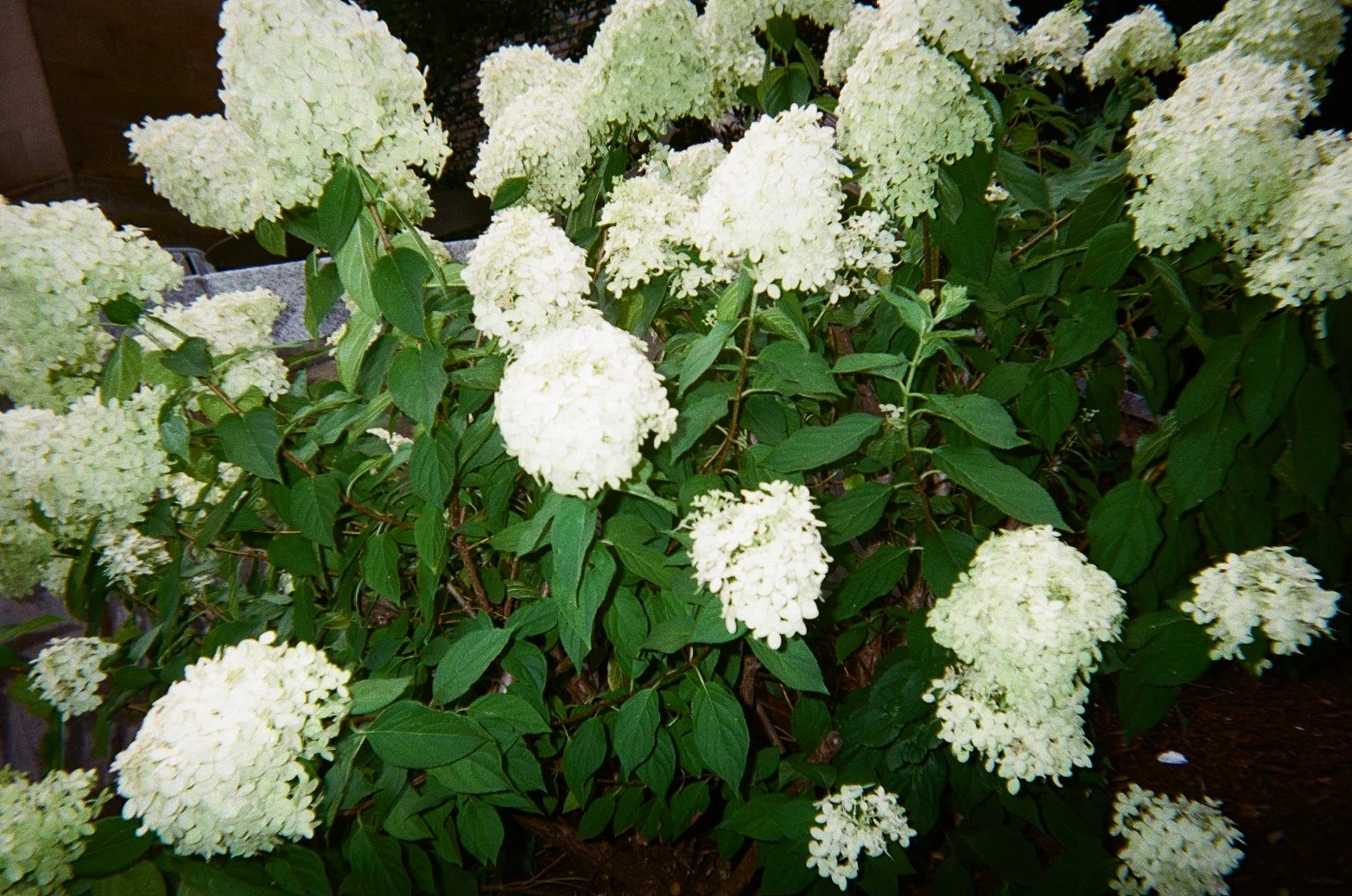 white flowers