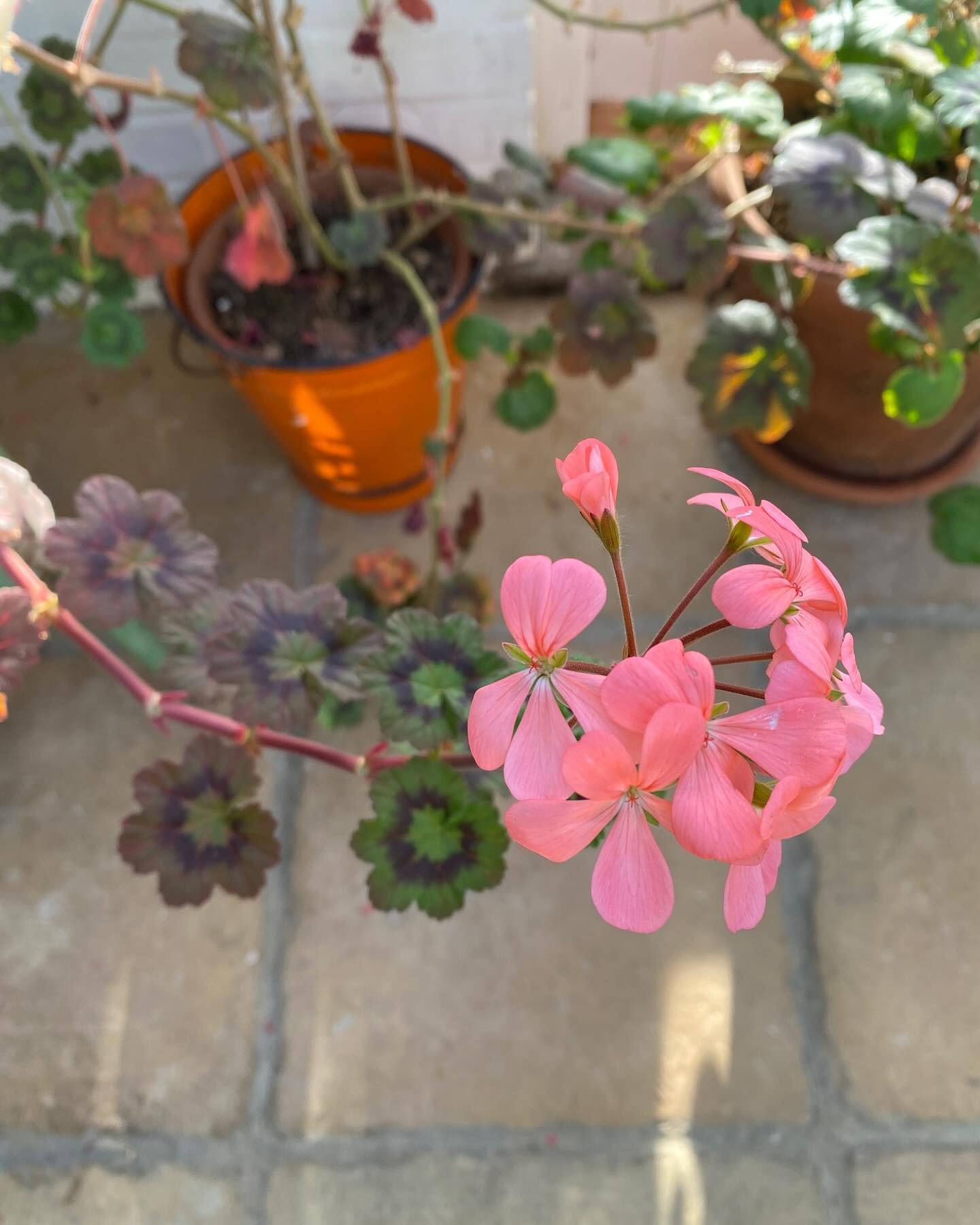 Can anyone identify this pelargonium please ? I&rsquo;m working on a new project with @petraboase thanks x