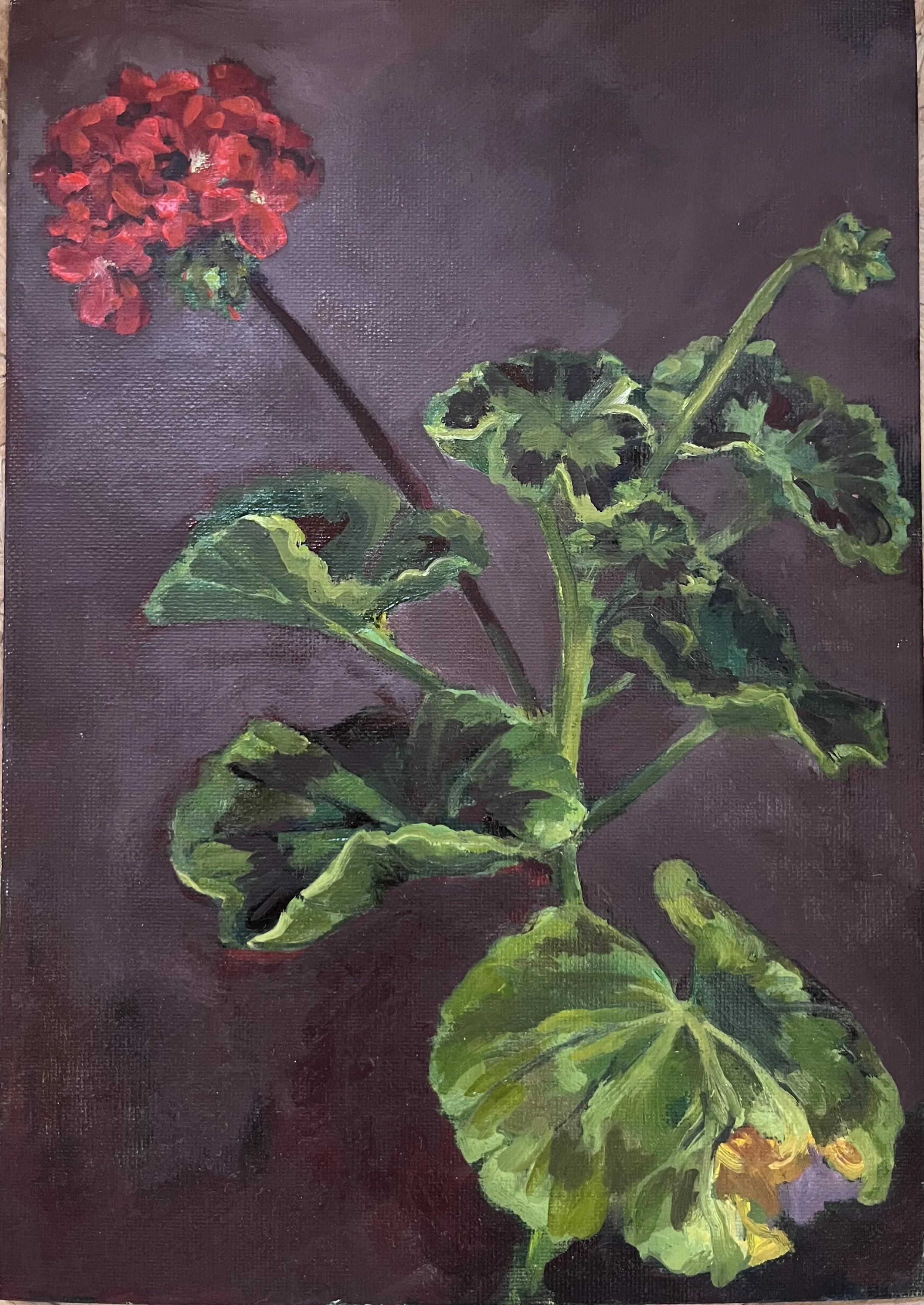 Little Geranium
oil on canvas board
21 cm x 30 cm