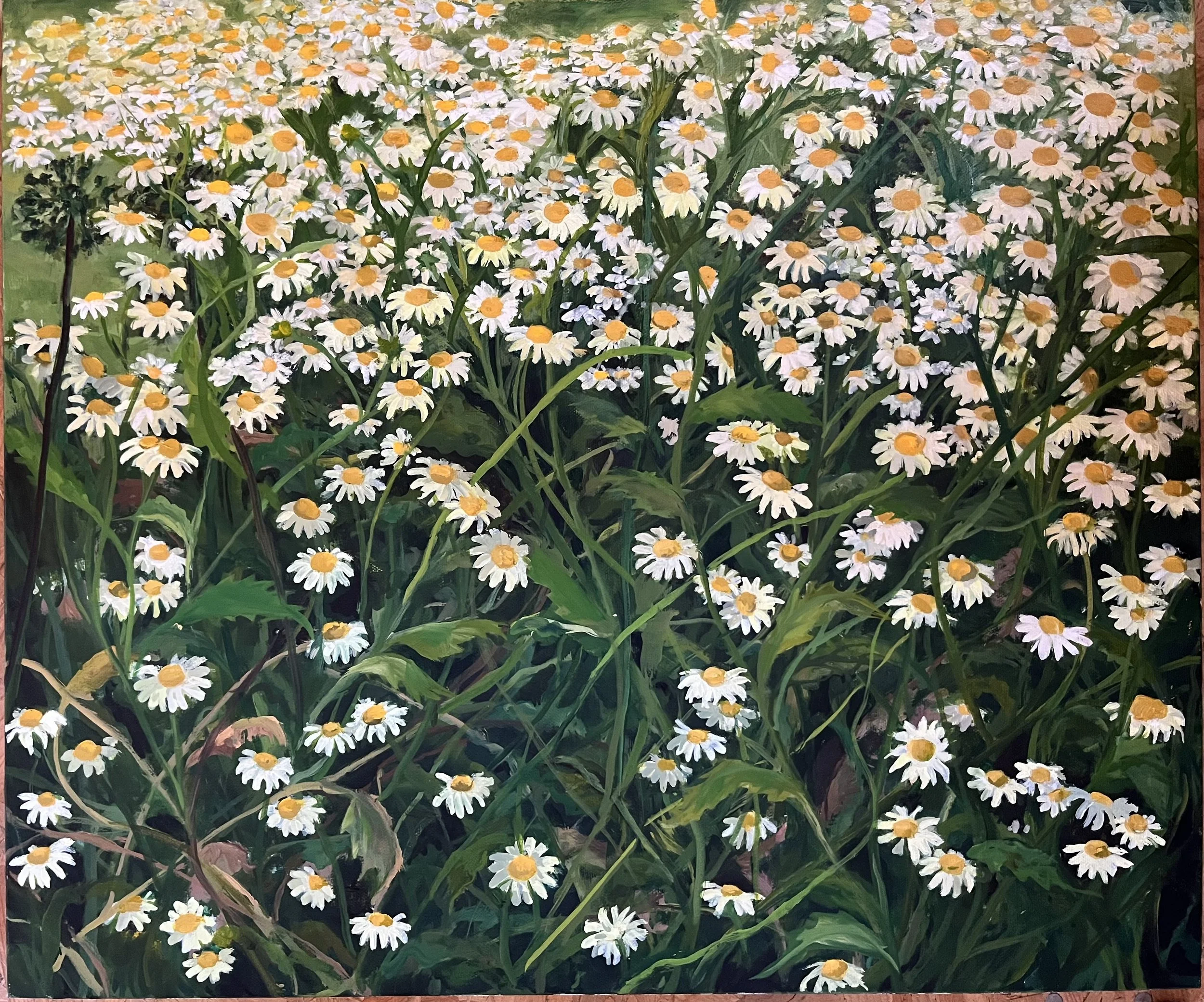 Sussex Daisies
oil on canvas
61 cm x 50.5 cm