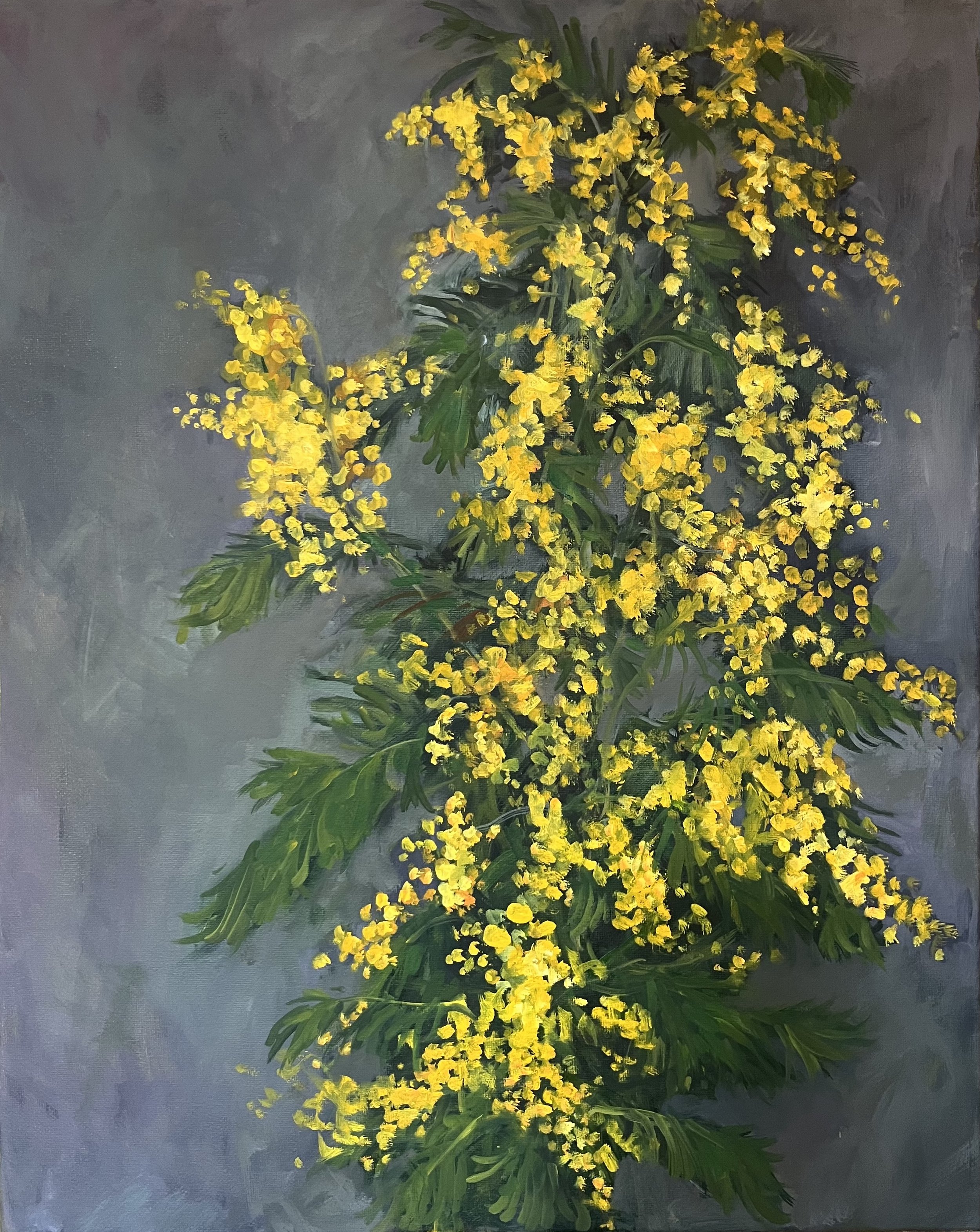 Mimosa 1
oil on canvas 51cm x 41cm 
£500